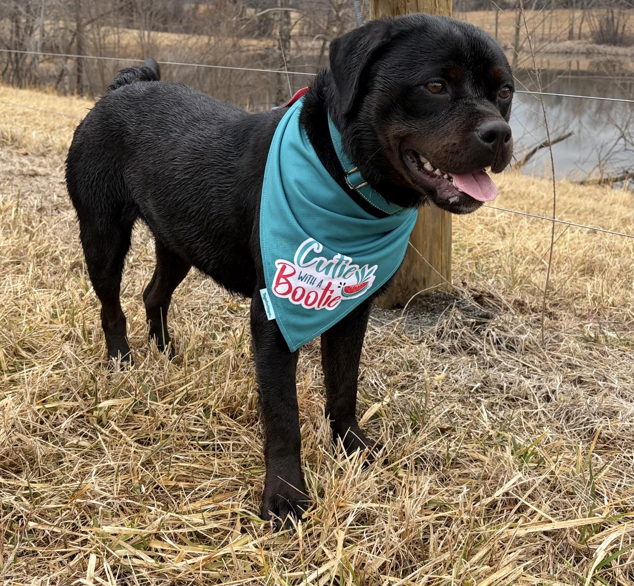 Enlarge Maple , a ADOPTABLE Rottweiler in Warrenton, VA image 4/6