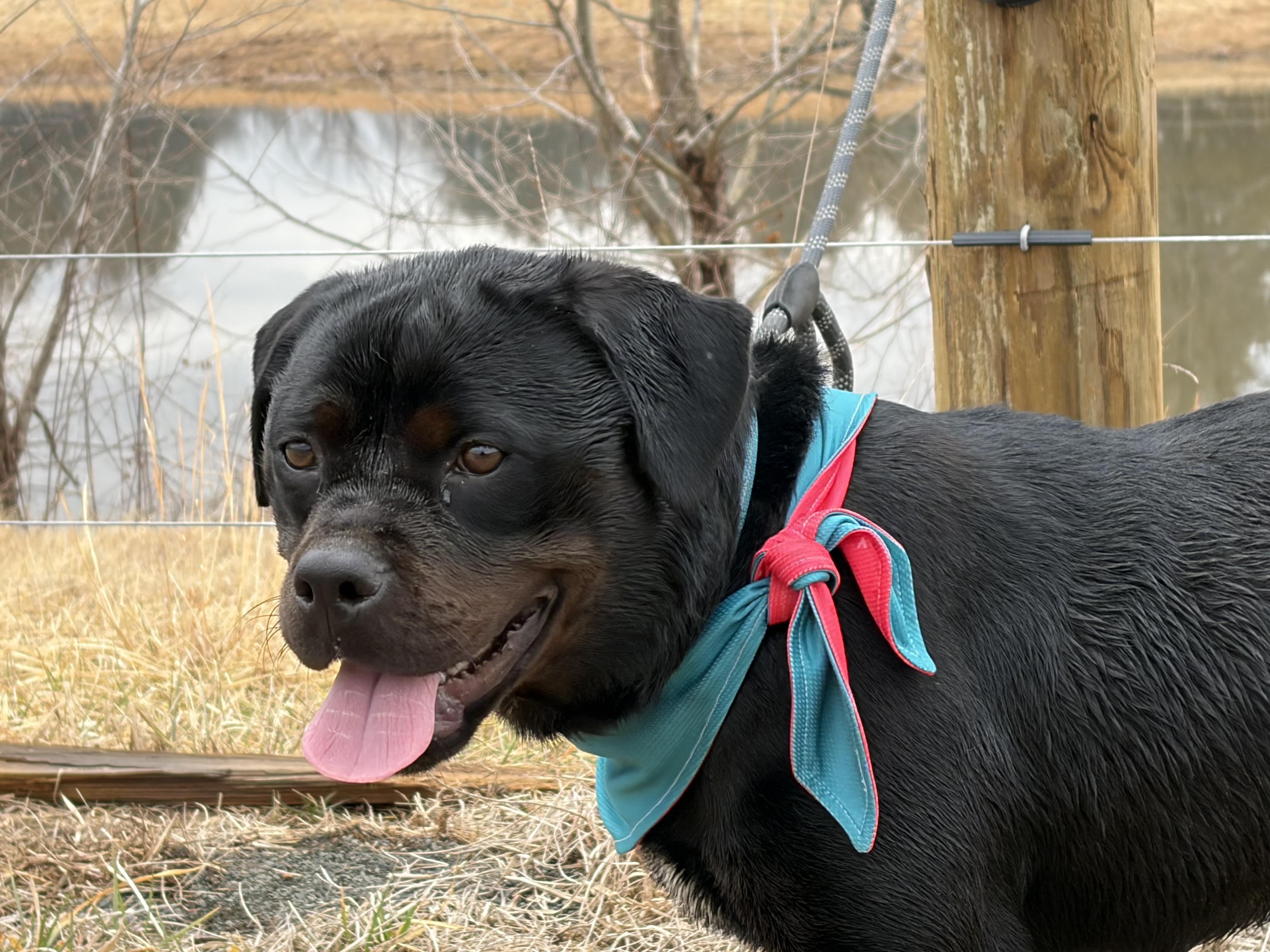 Enlarge Maple , a ADOPTABLE Rottweiler in Warrenton, VA image 6/6
