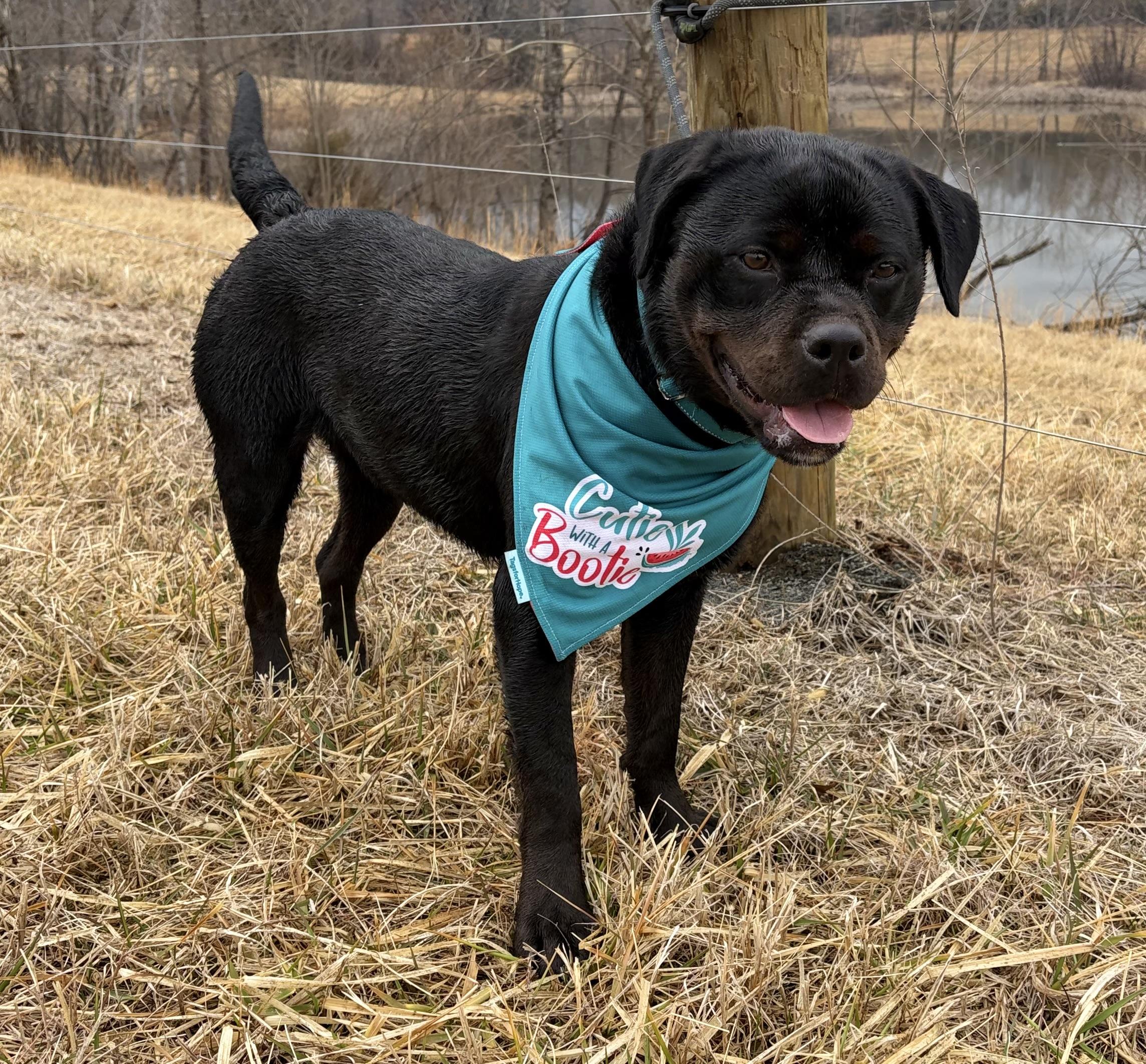Enlarge Maple , a ADOPTABLE Rottweiler in Warrenton, VA image 2/6