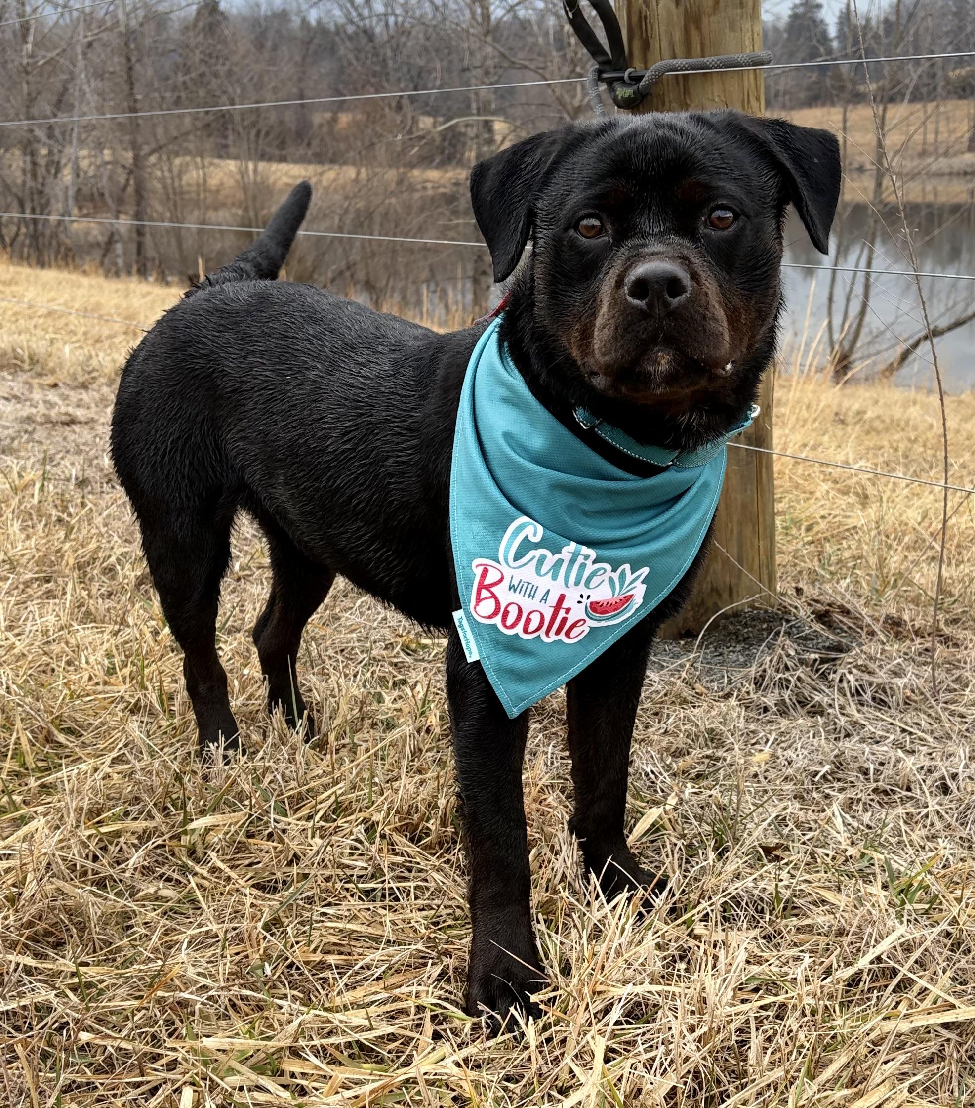 Enlarge Maple , a ADOPTABLE Rottweiler in Warrenton, VA image 1/6