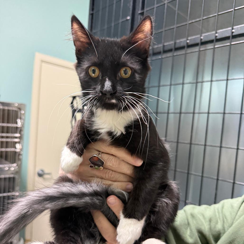 Enlarge Firefly, a Adoptable Domestic Medium Hair in Bend, OR image 1/1