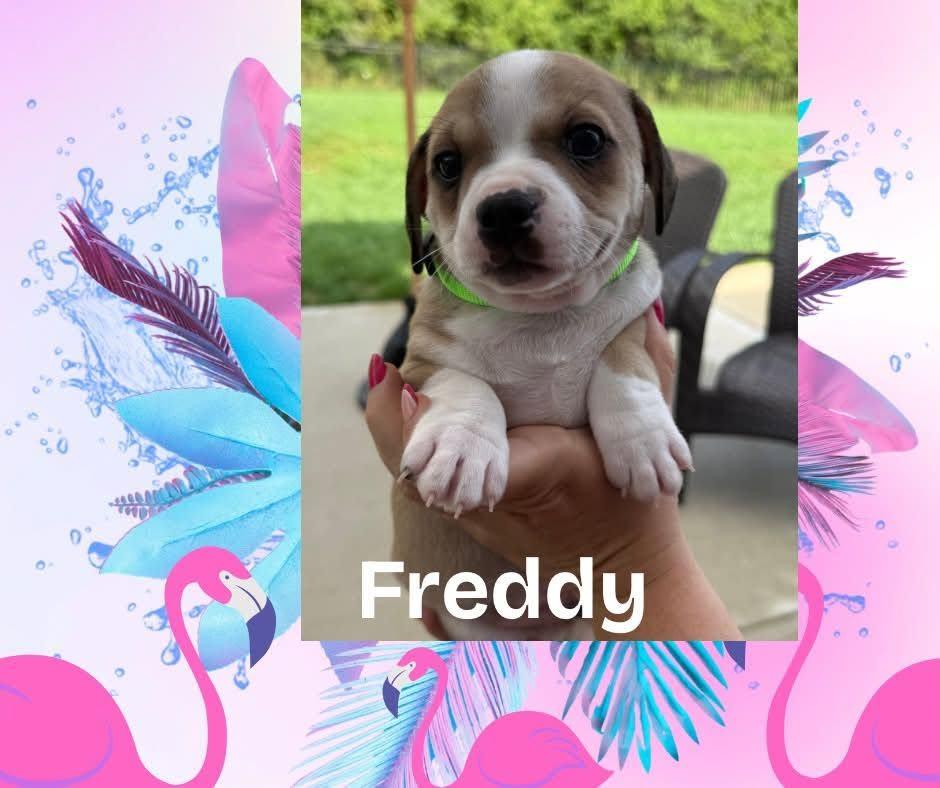 Enlarge Freddy, a Adopted mixed breed in Xenia, OH image 3/5