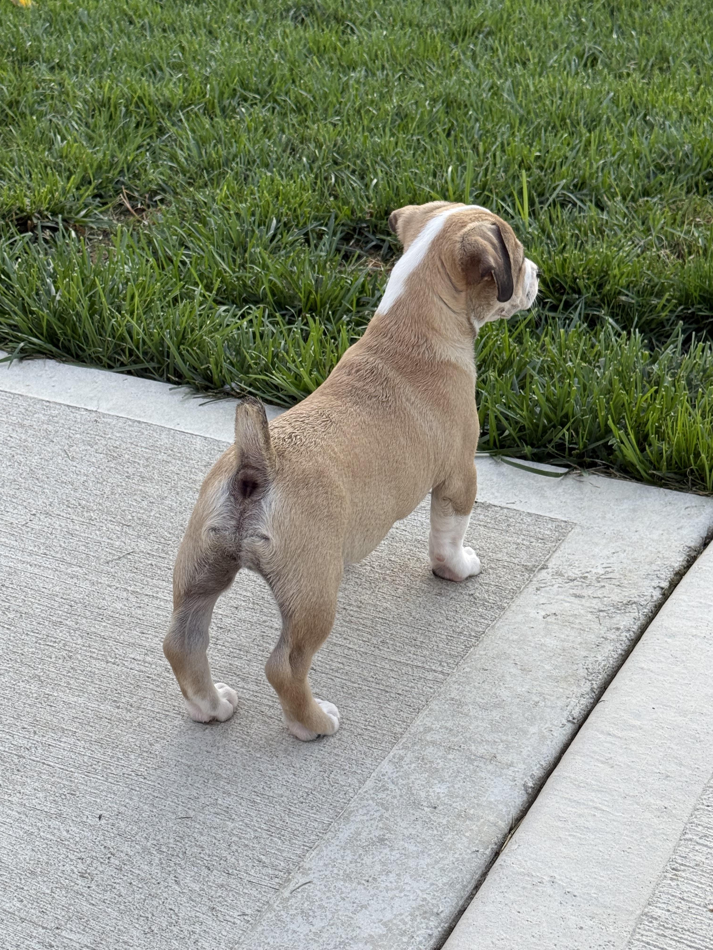 Enlarge Freddy, a Adopted mixed breed in Xenia, OH image 5/5