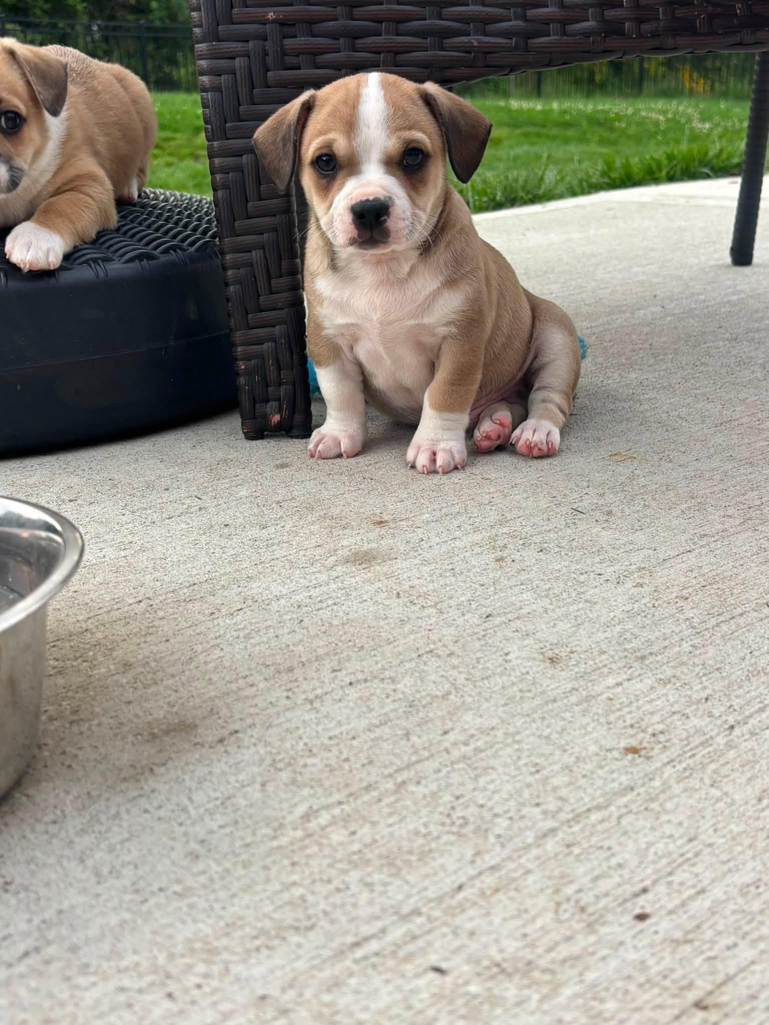 Enlarge Freddy, a Adopted mixed breed in Xenia, OH image 1/5