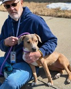 PR 57 Cake Slice, Adoptable, Young Female Pit Bull Terrier.
