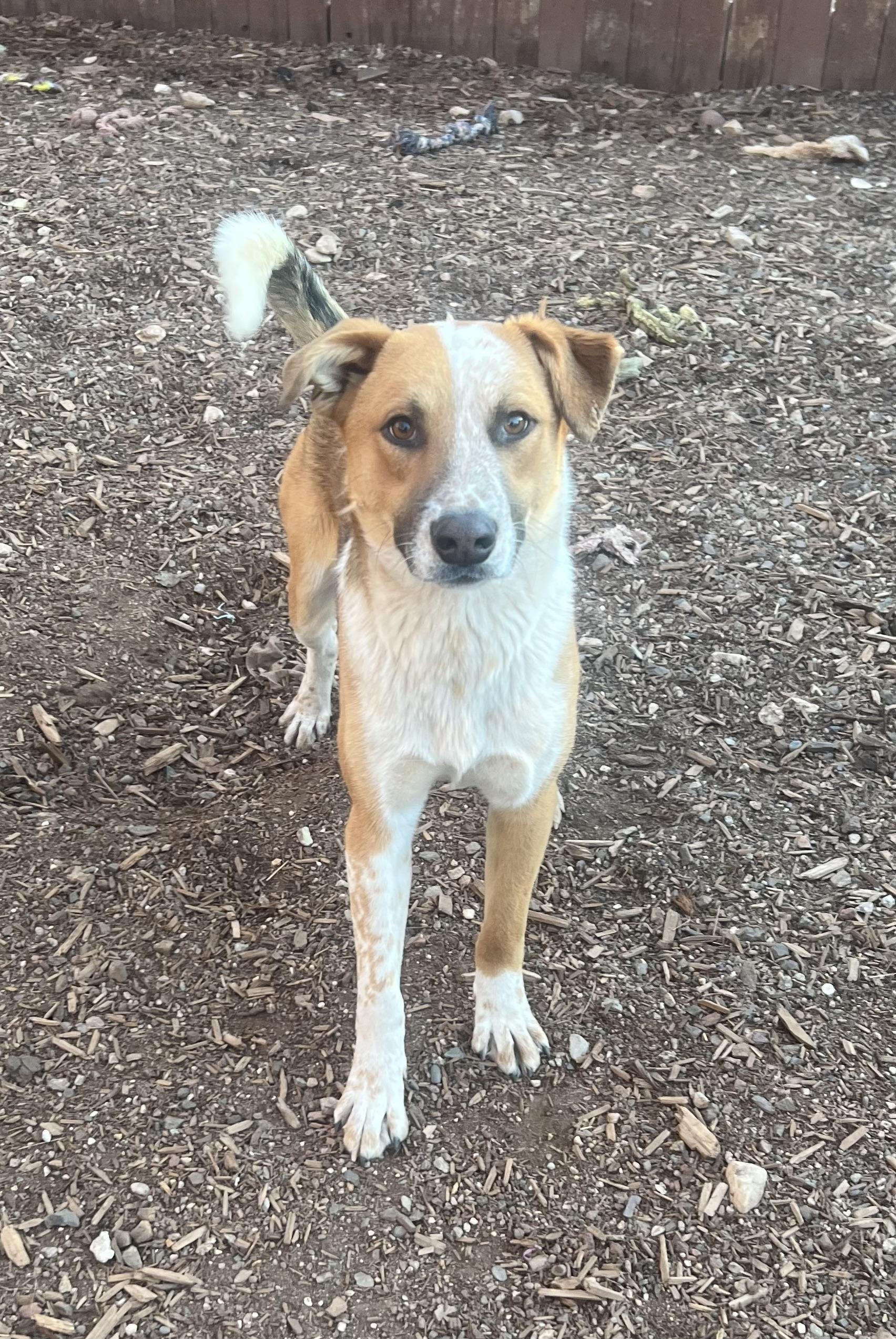 Enlarge Skye, a ADOPTABLE mixed breed in Flagstaff, AZ image 1/1