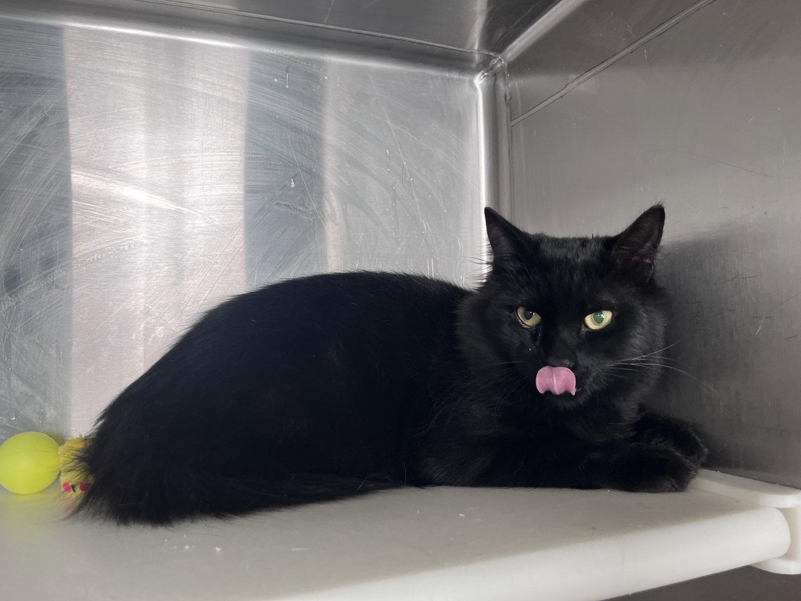 Enlarge Lonnie, a Adoptable Domestic Medium Hair in Carrollton, GA image 1/3