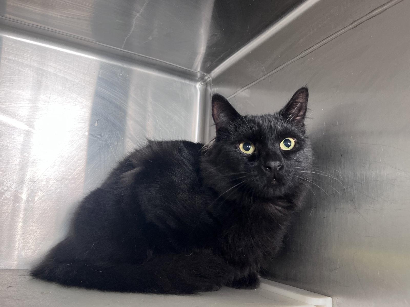 Enlarge Lonnie, a Adoptable Domestic Medium Hair in Carrollton, GA image 2/3