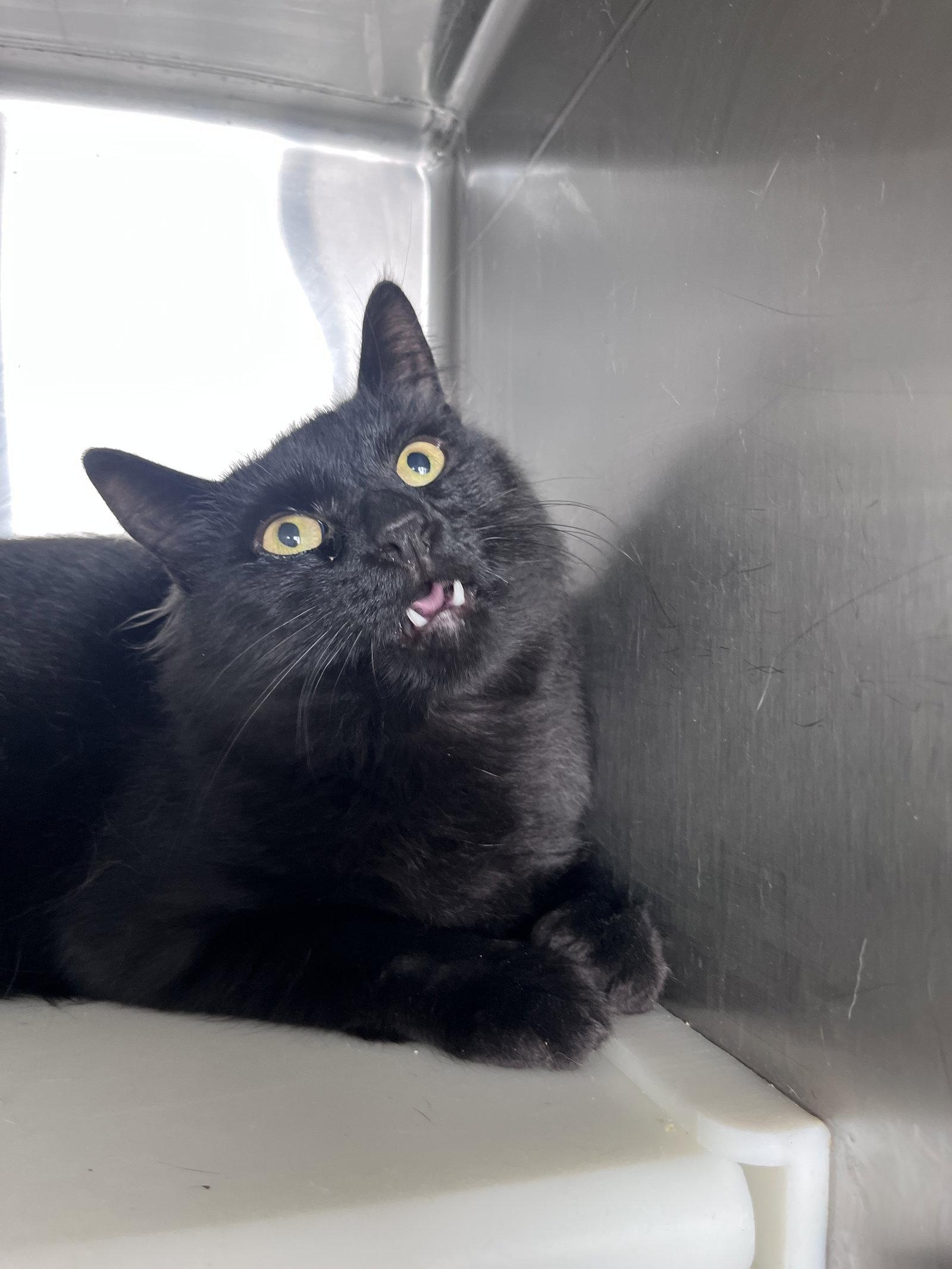 Enlarge Lonnie, a Adoptable Domestic Medium Hair in Carrollton, GA image 3/3
