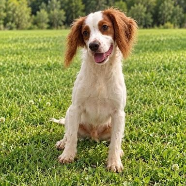 Enlarge Trick, a Adoptable Brittany Spaniel in Danbury, CT image 3/3