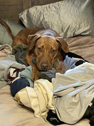 Enlarge Talulah, a Adoptable mixed breed in Fort Worth, TX image 1/3