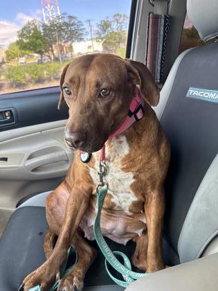 Talulah, Adoptable, Adult Female Hound & Mixed Breed.
