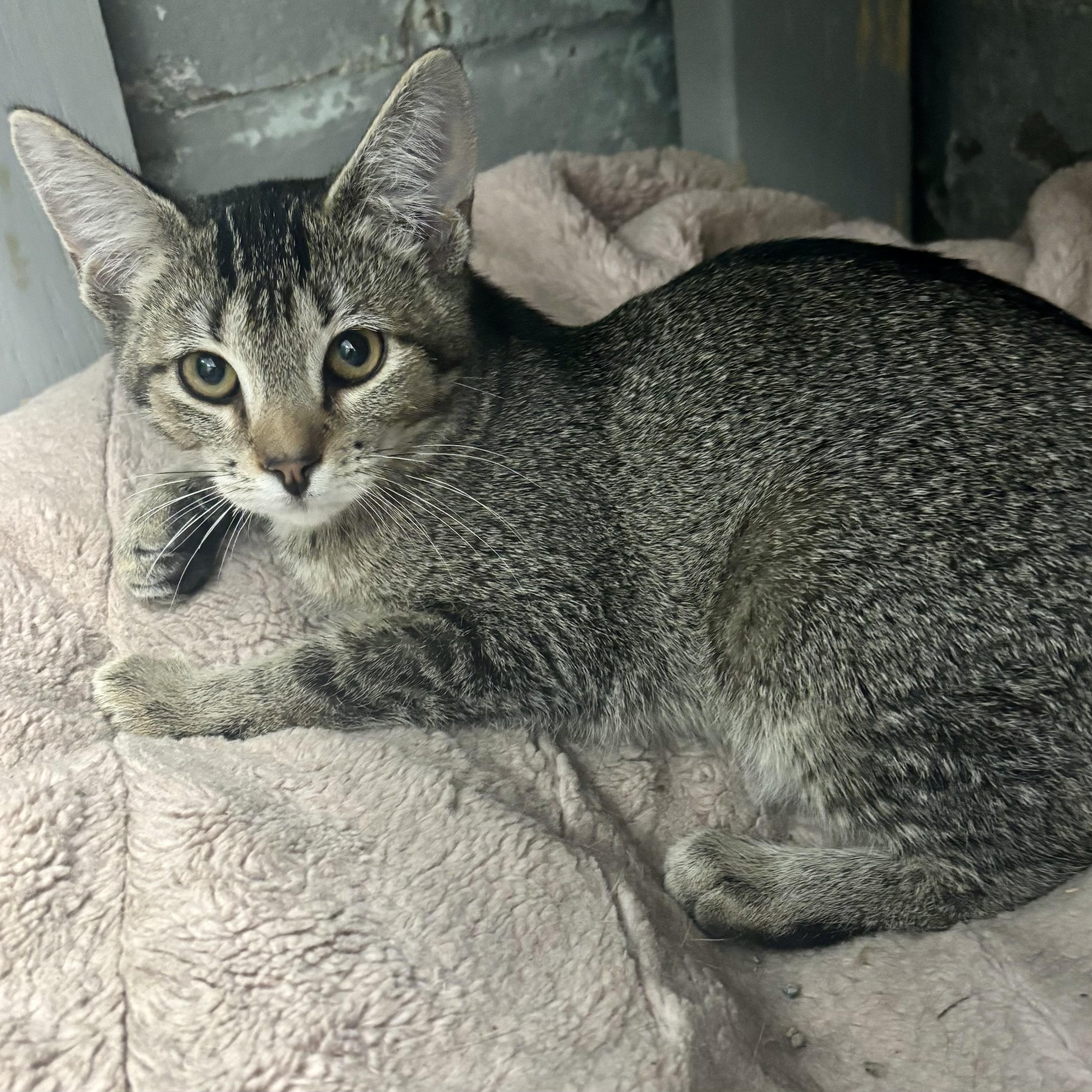 Enlarge Aruba, an adoptable Domestic Short Hair in Bardstown, KY image 2/4