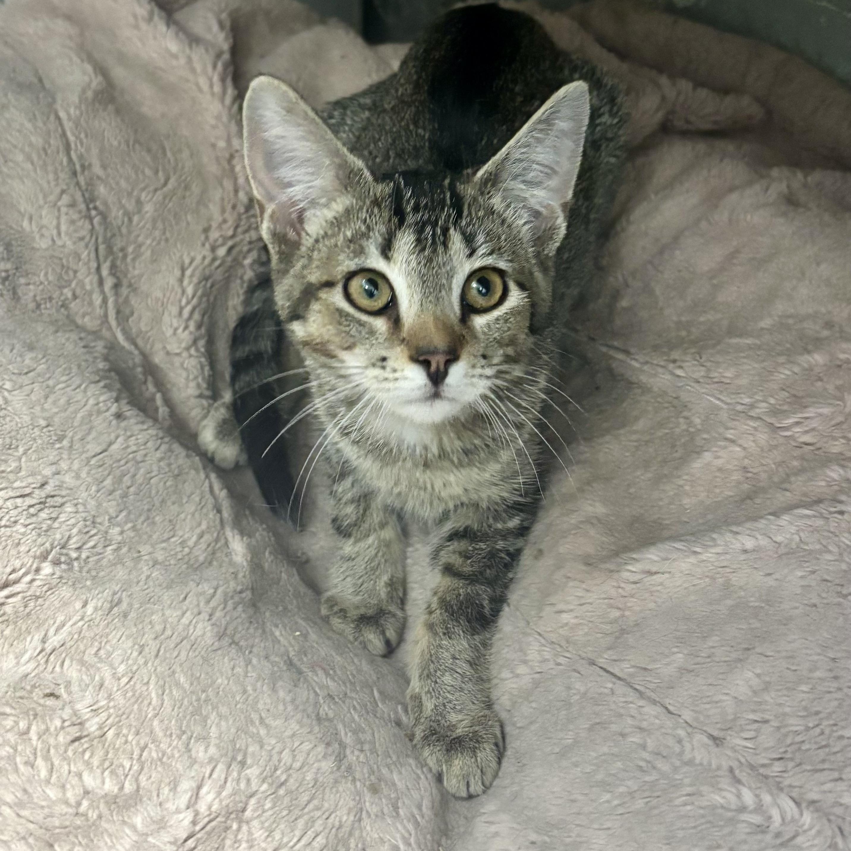 Enlarge Aruba, an adoptable Domestic Short Hair in Bardstown, KY image 1/4