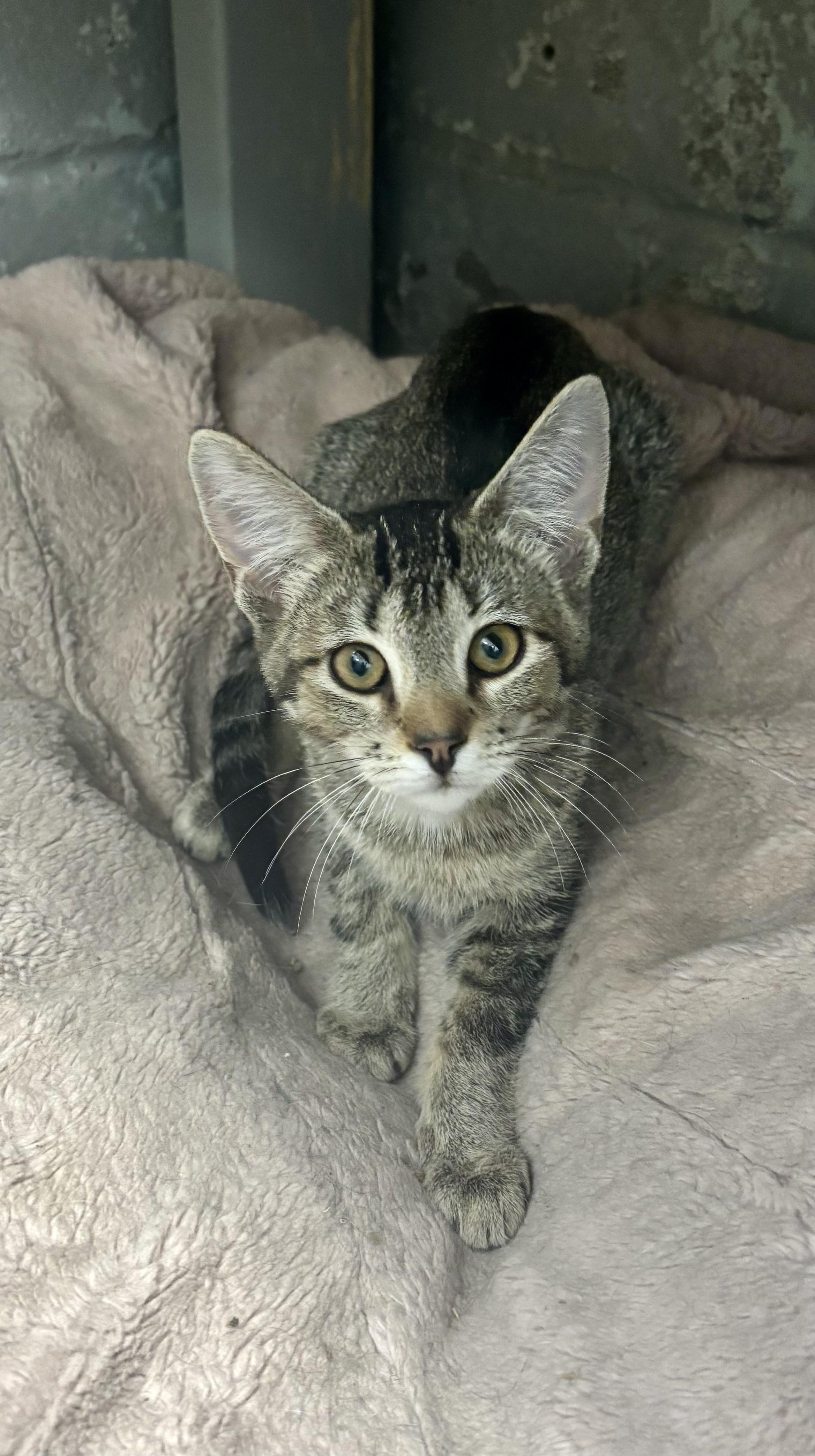 Enlarge Aruba, an adoptable Domestic Short Hair in Bardstown, KY image 4/4