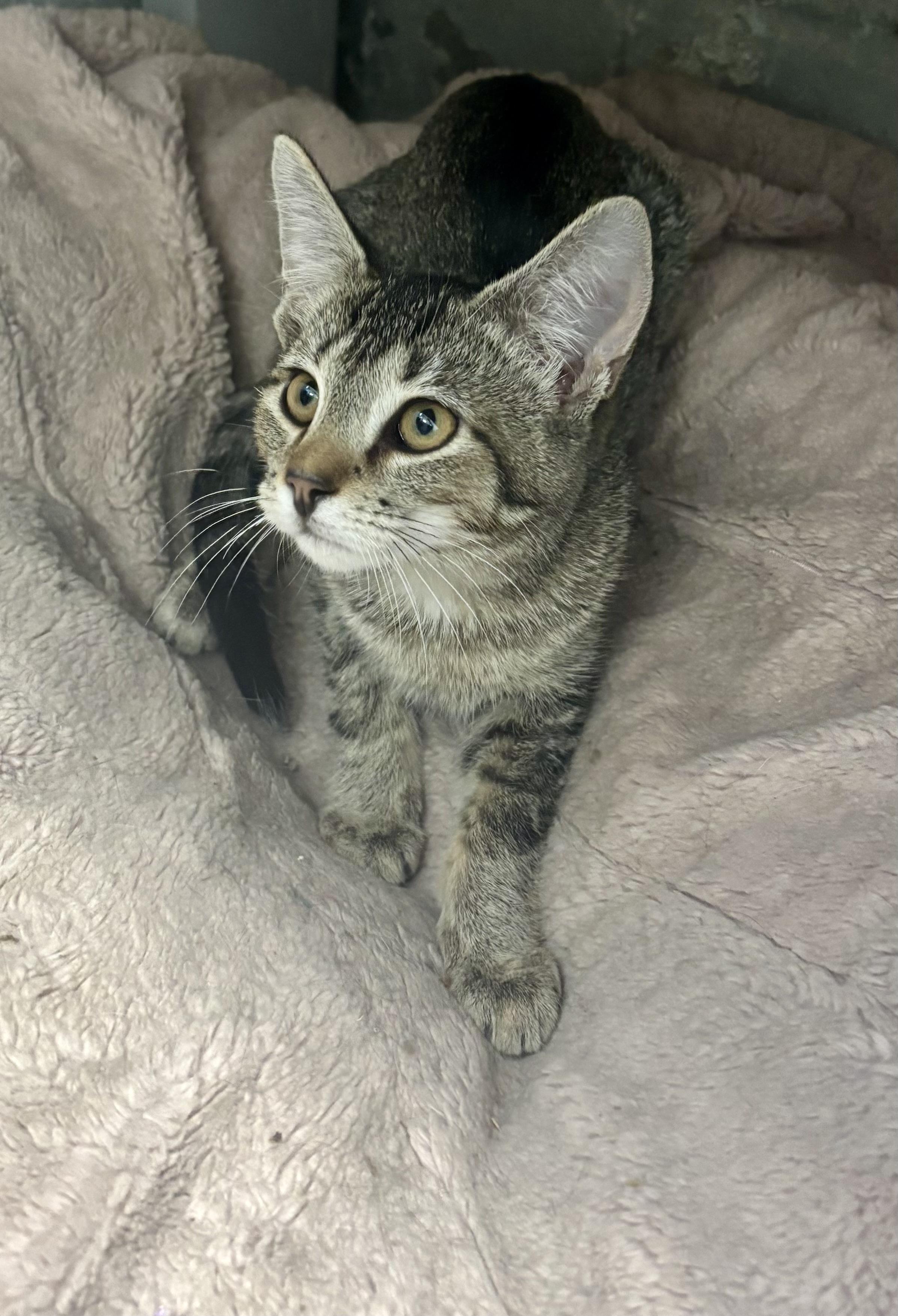 Enlarge Aruba, an adoptable Domestic Short Hair in Bardstown, KY image 3/4