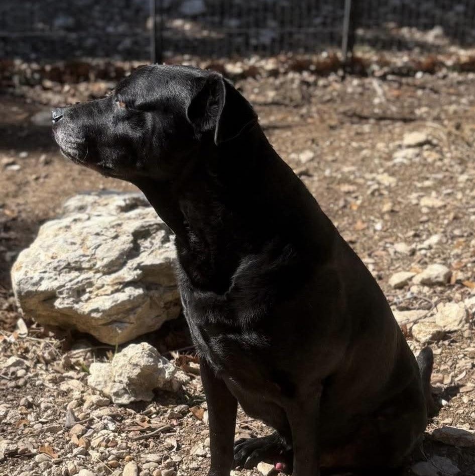 Enlarge Bruno, a Adoptable mixed breed in Austin, TX image 5/6
