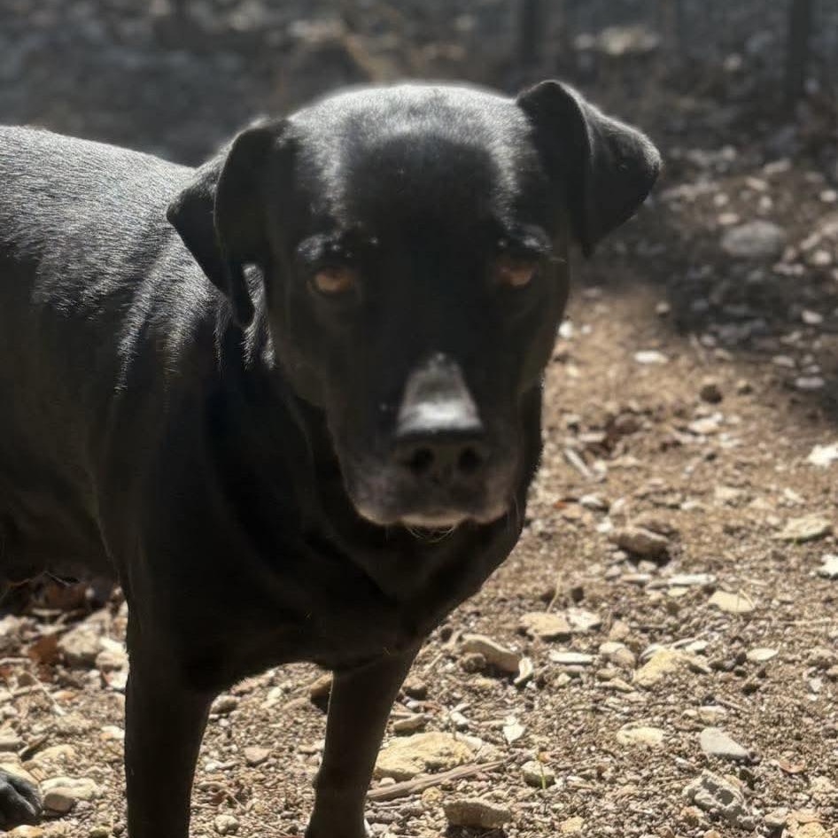 Enlarge Bruno, a Adoptable mixed breed in Austin, TX image 4/6