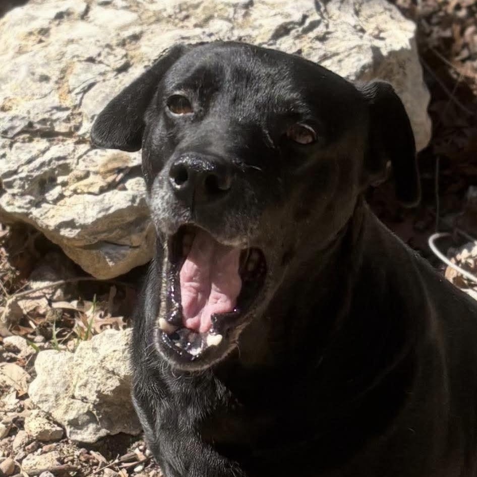 Enlarge Bruno, a Adoptable mixed breed in Austin, TX image 6/6