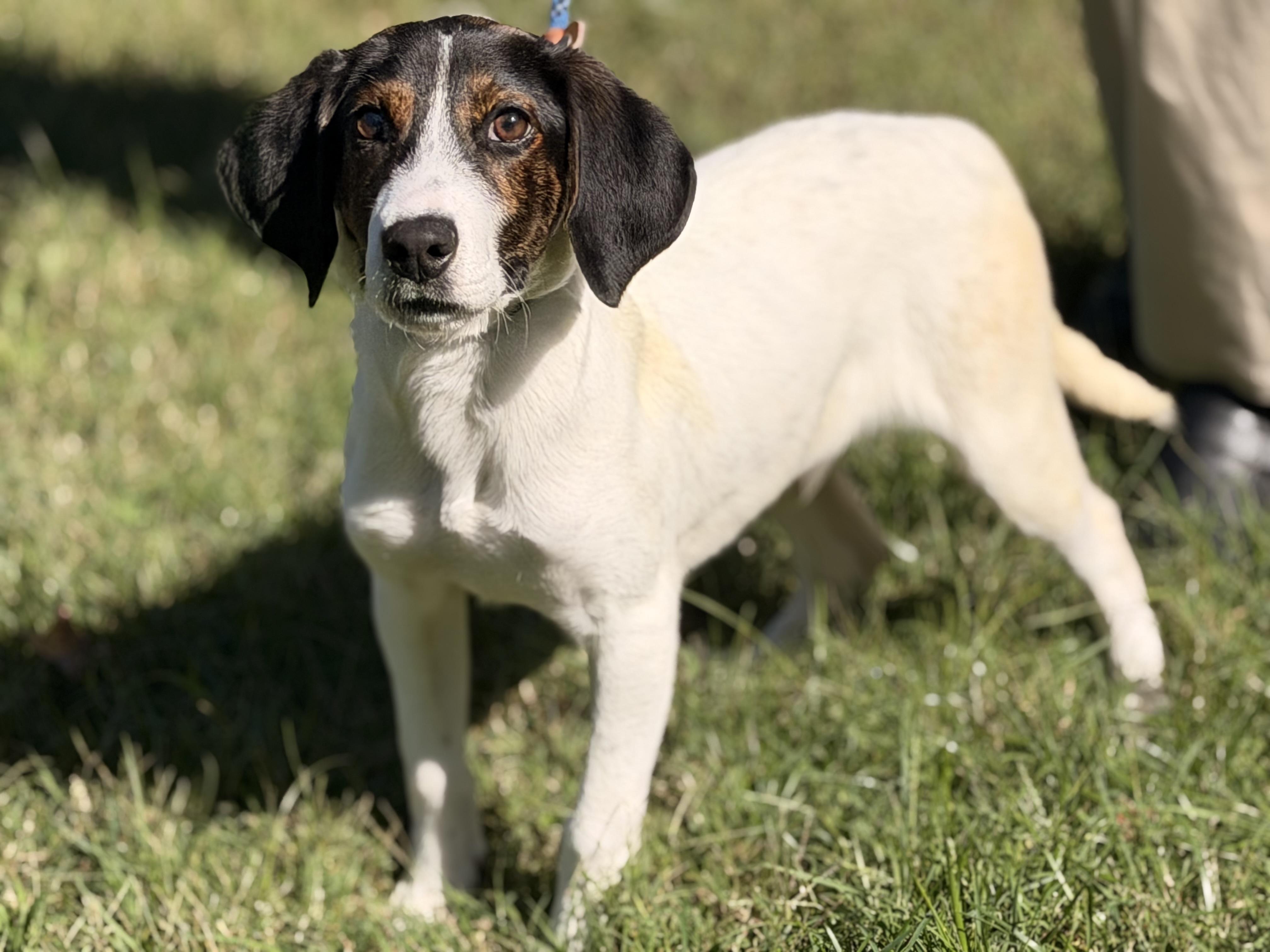 Enlarge Pax, a Adoptable mixed breed in Richmond, VA image 3/6