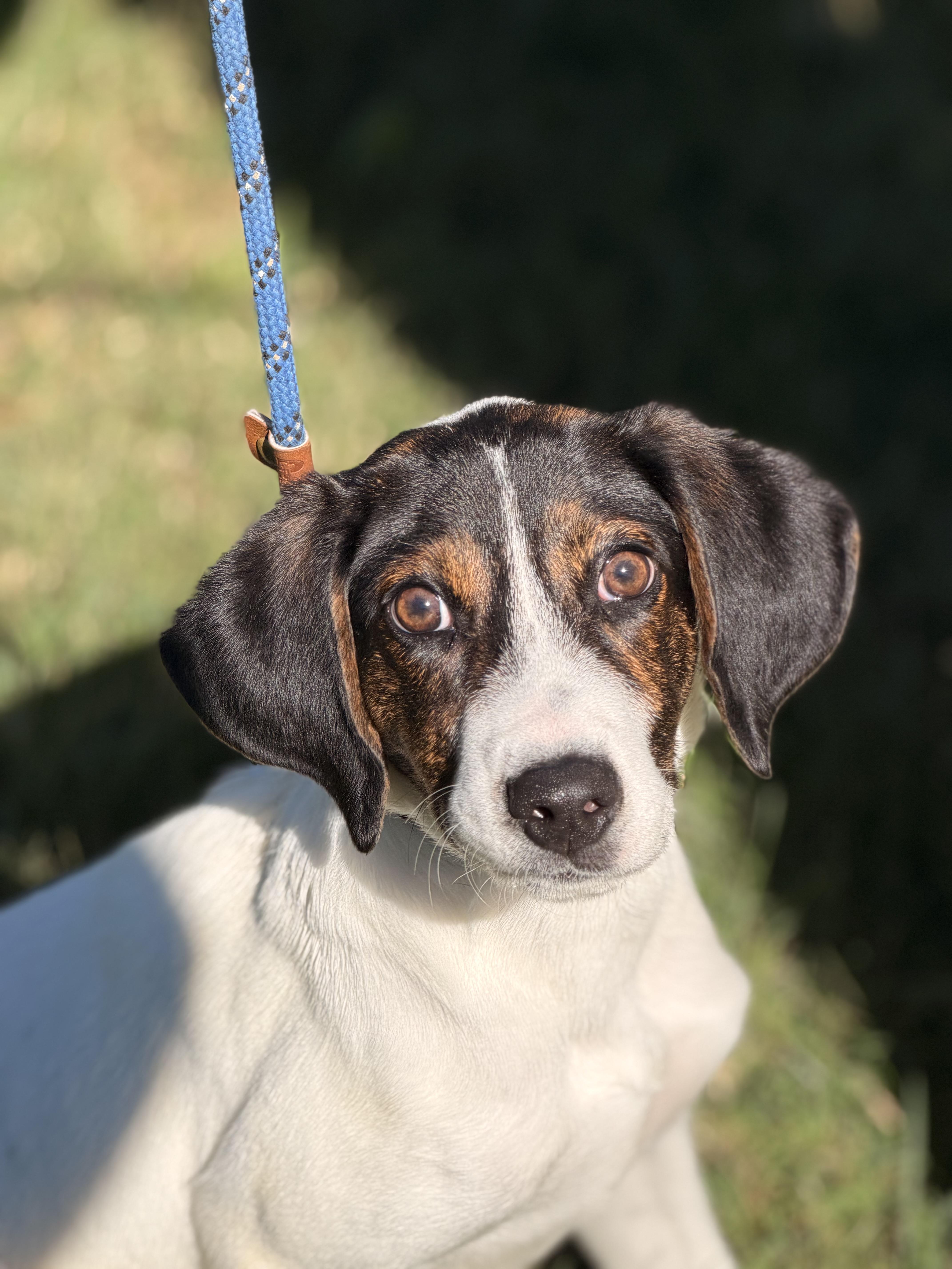 Enlarge Pax, a Adoptable mixed breed in Richmond, VA image 5/6