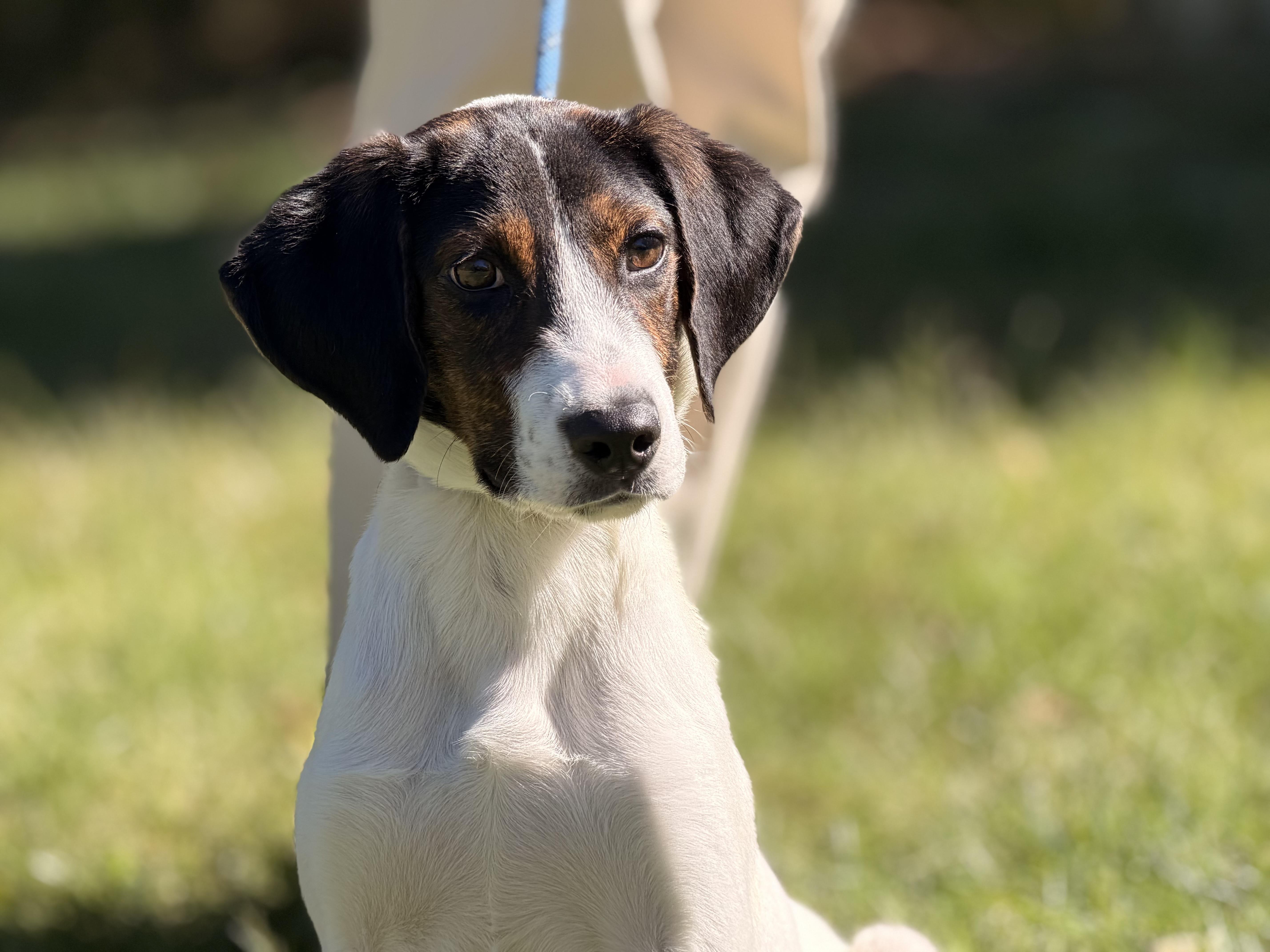 Enlarge Pax, a Adoptable mixed breed in Richmond, VA image 6/6
