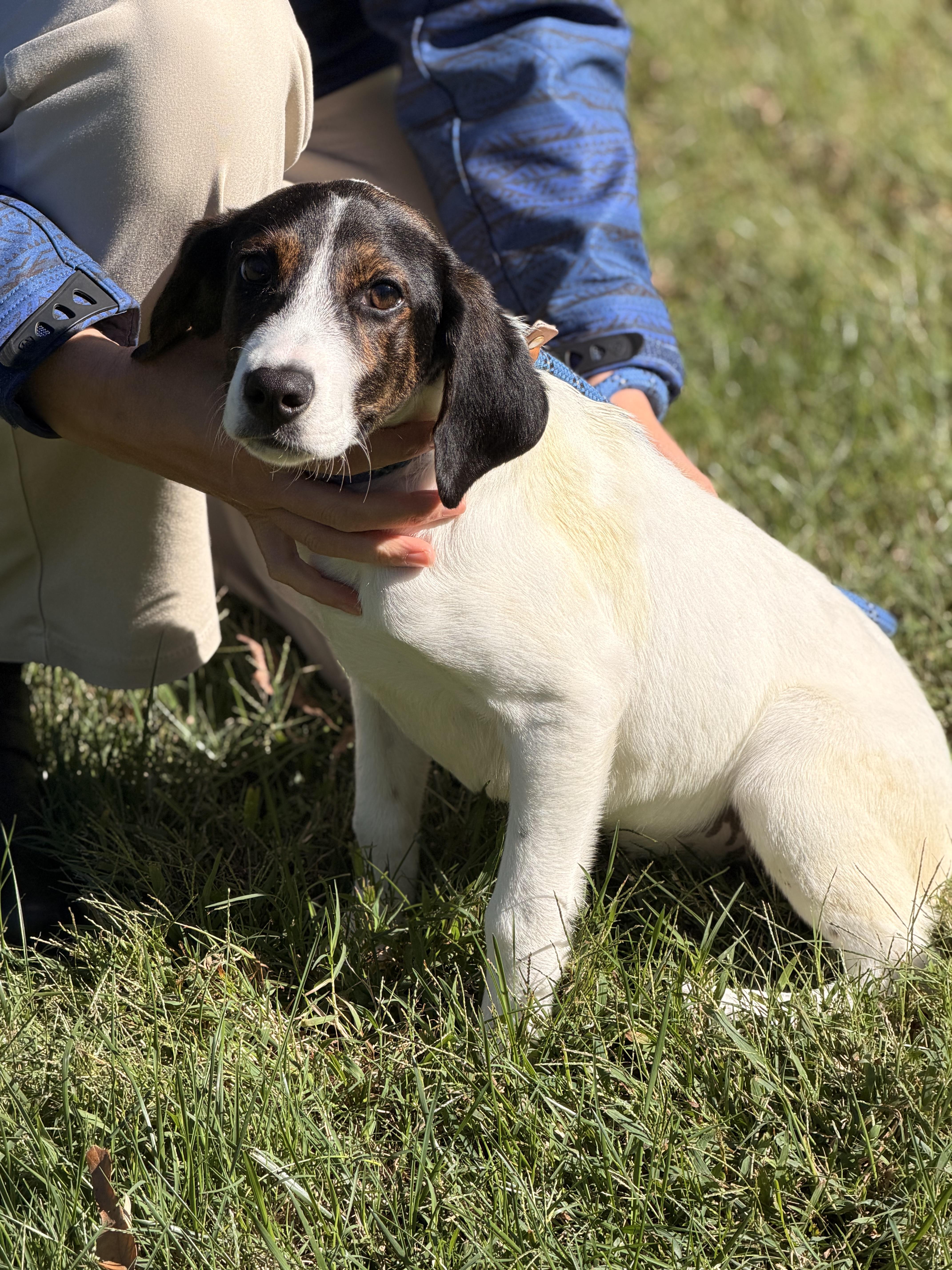 Enlarge Pax, a Adoptable mixed breed in Richmond, VA image 2/6