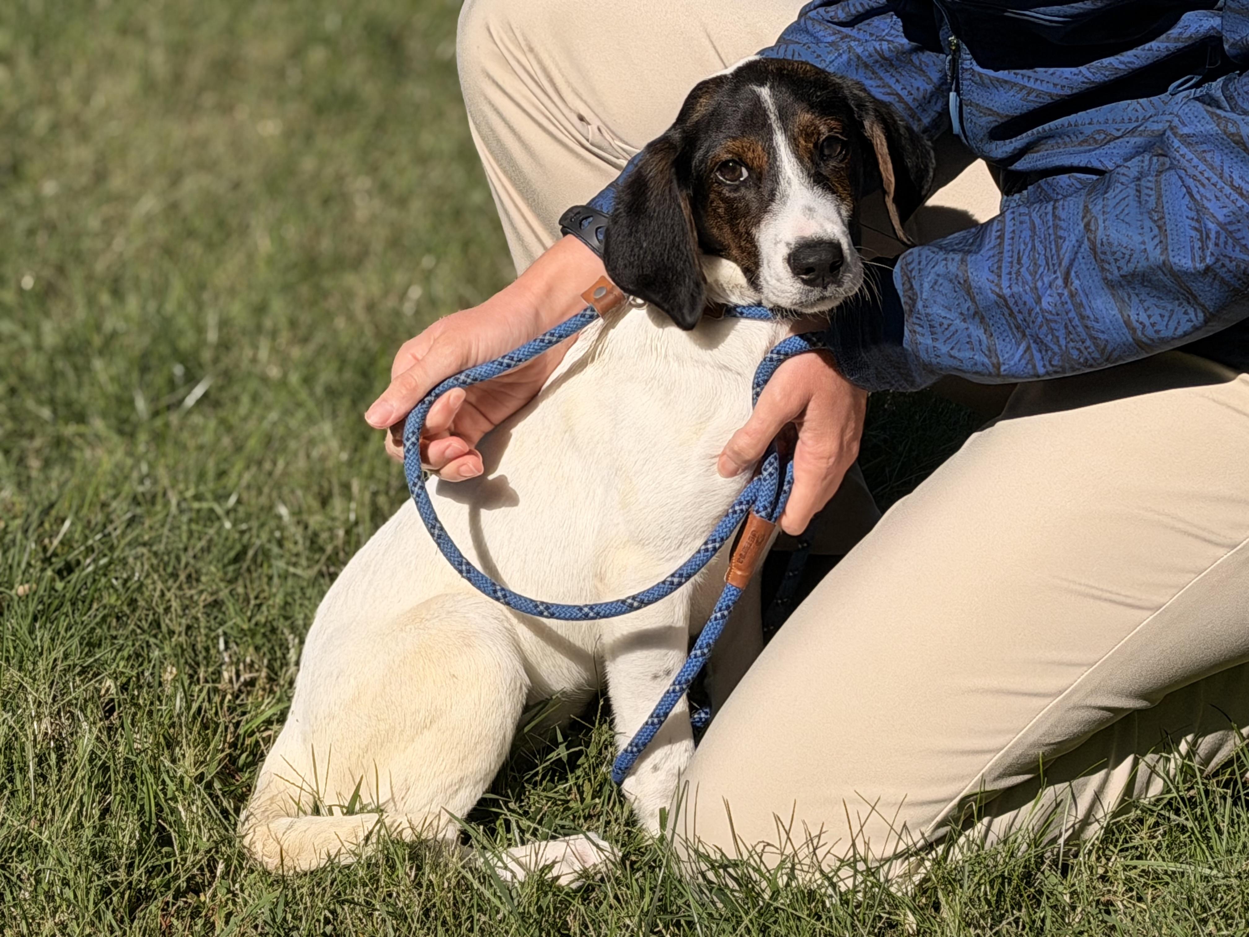 Pax, Adoptable, Young Male Beagle.