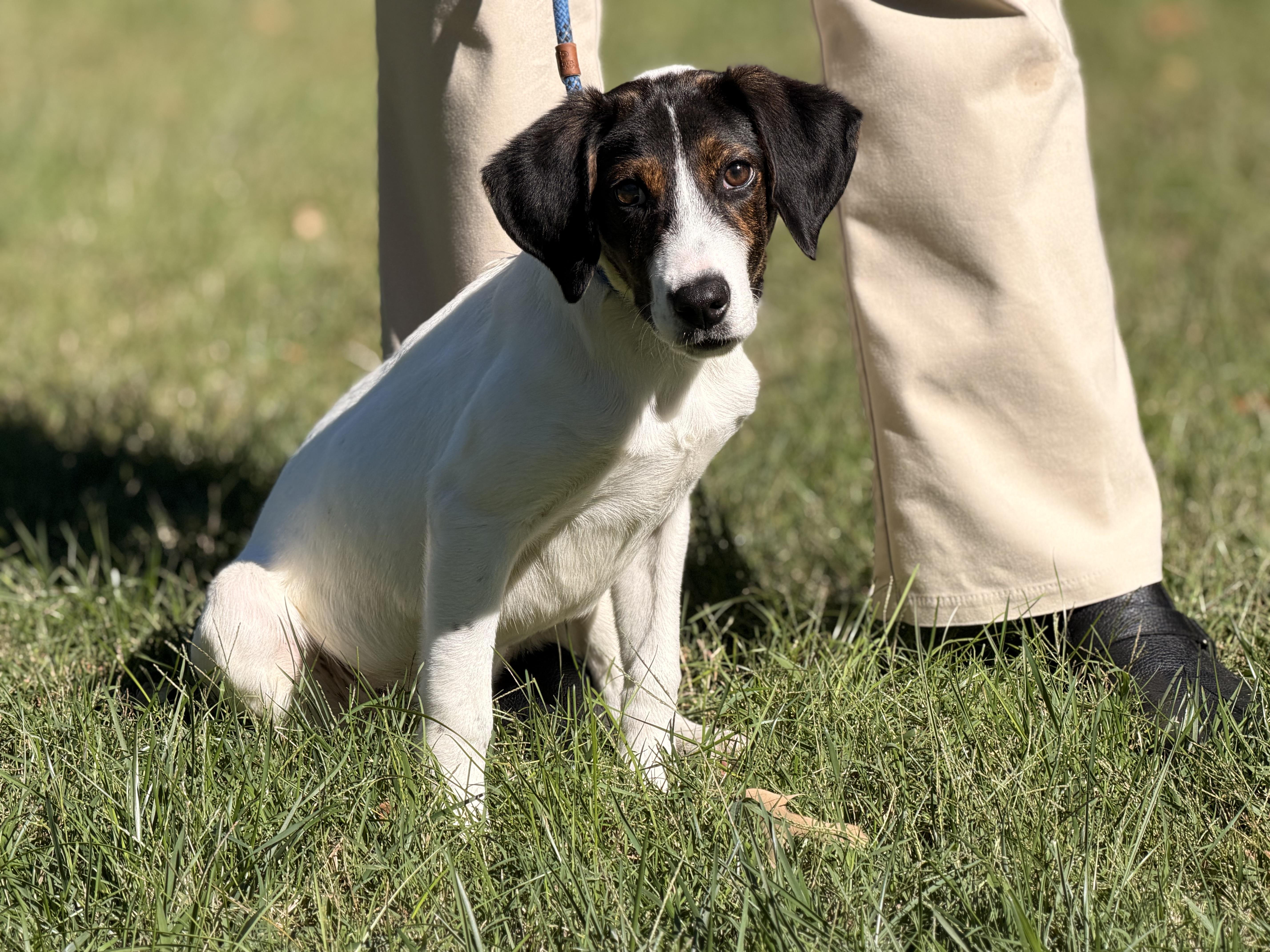 Enlarge Pax, a Adoptable mixed breed in Richmond, VA image 4/6