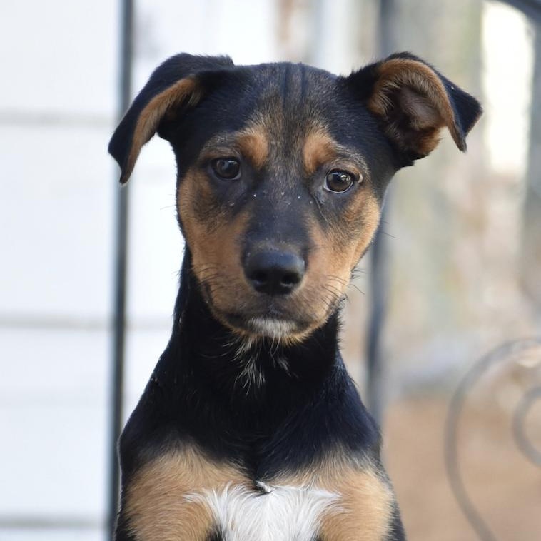 Samuel, Adopted, Puppy Male Mixed Breed.