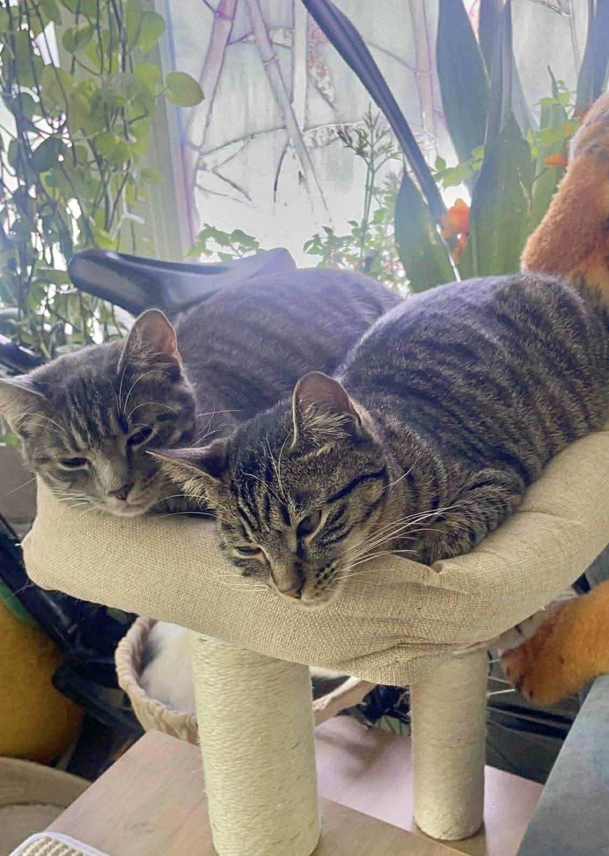 Marina and Nova, a Adoptable Domestic Short Hair in Staten Island , NY image 6/6