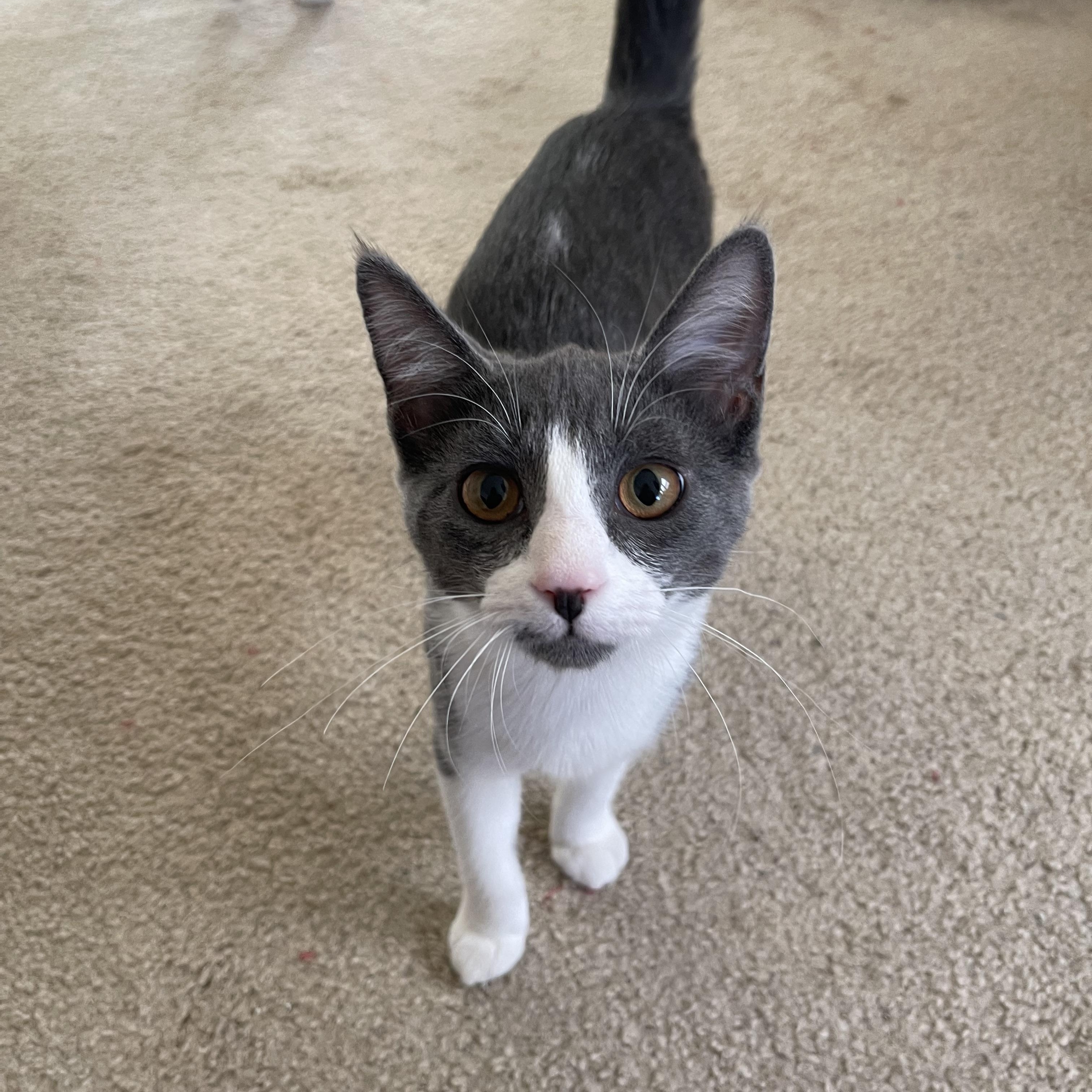 Enlarge Sepy, a Adoptable Domestic Short Hair in Tracy, CA image 2/5