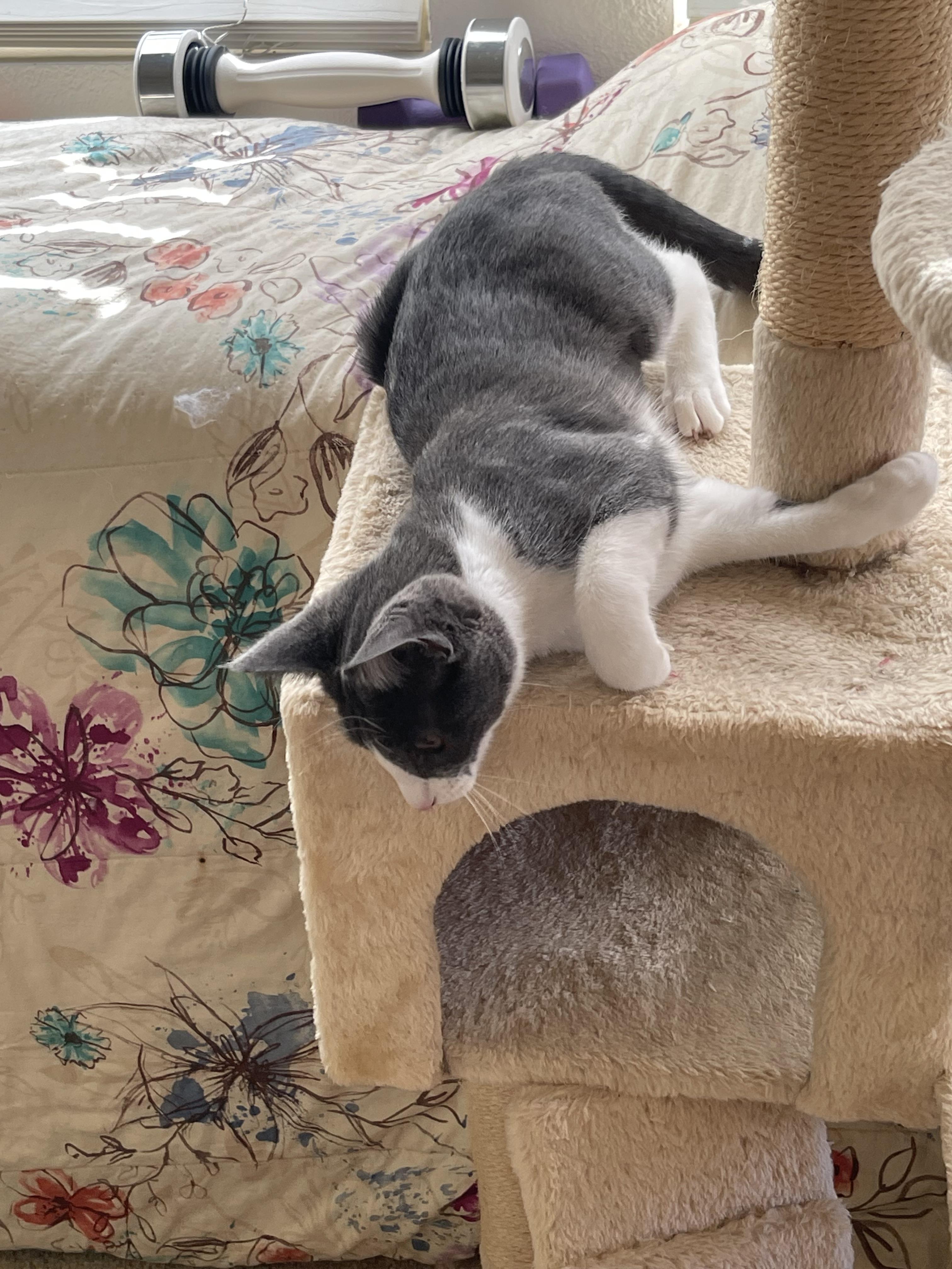 Sepy, Adoptable, Young Female Domestic Short Hair.