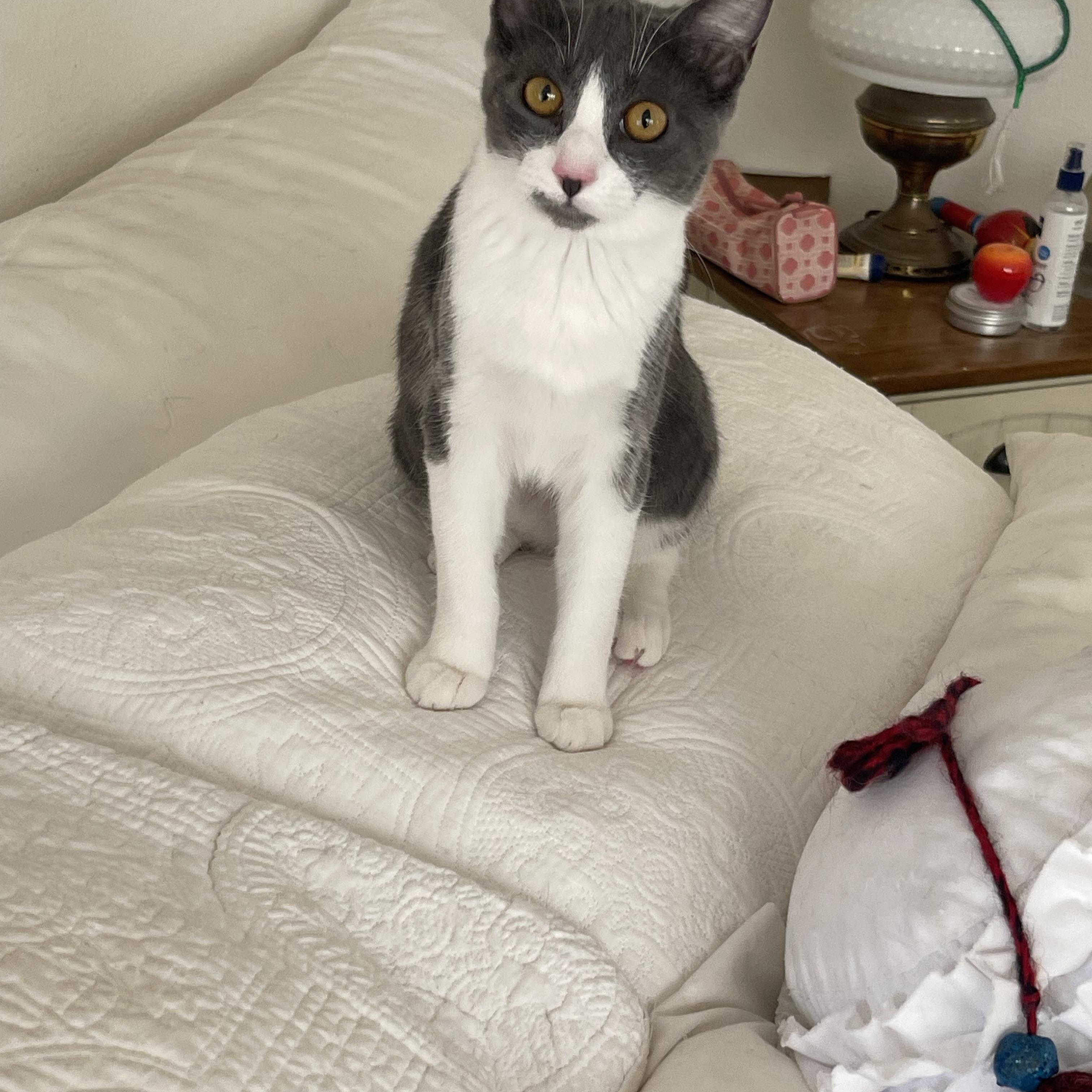 Enlarge Sepy, a Adoptable Domestic Short Hair in Tracy, CA image 3/5