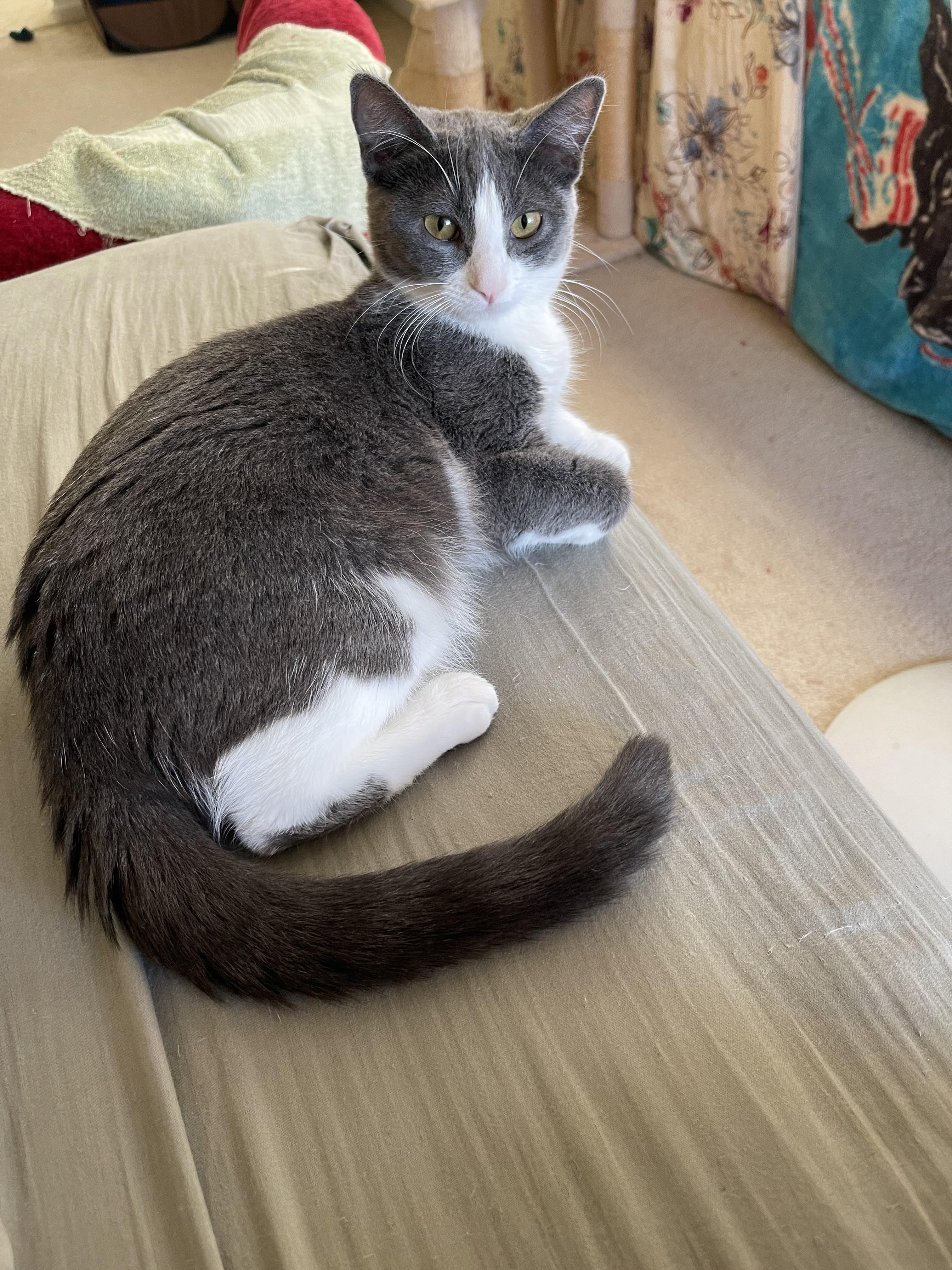 Enlarge Sepy, a Adoptable Domestic Short Hair in Tracy, CA image 4/5