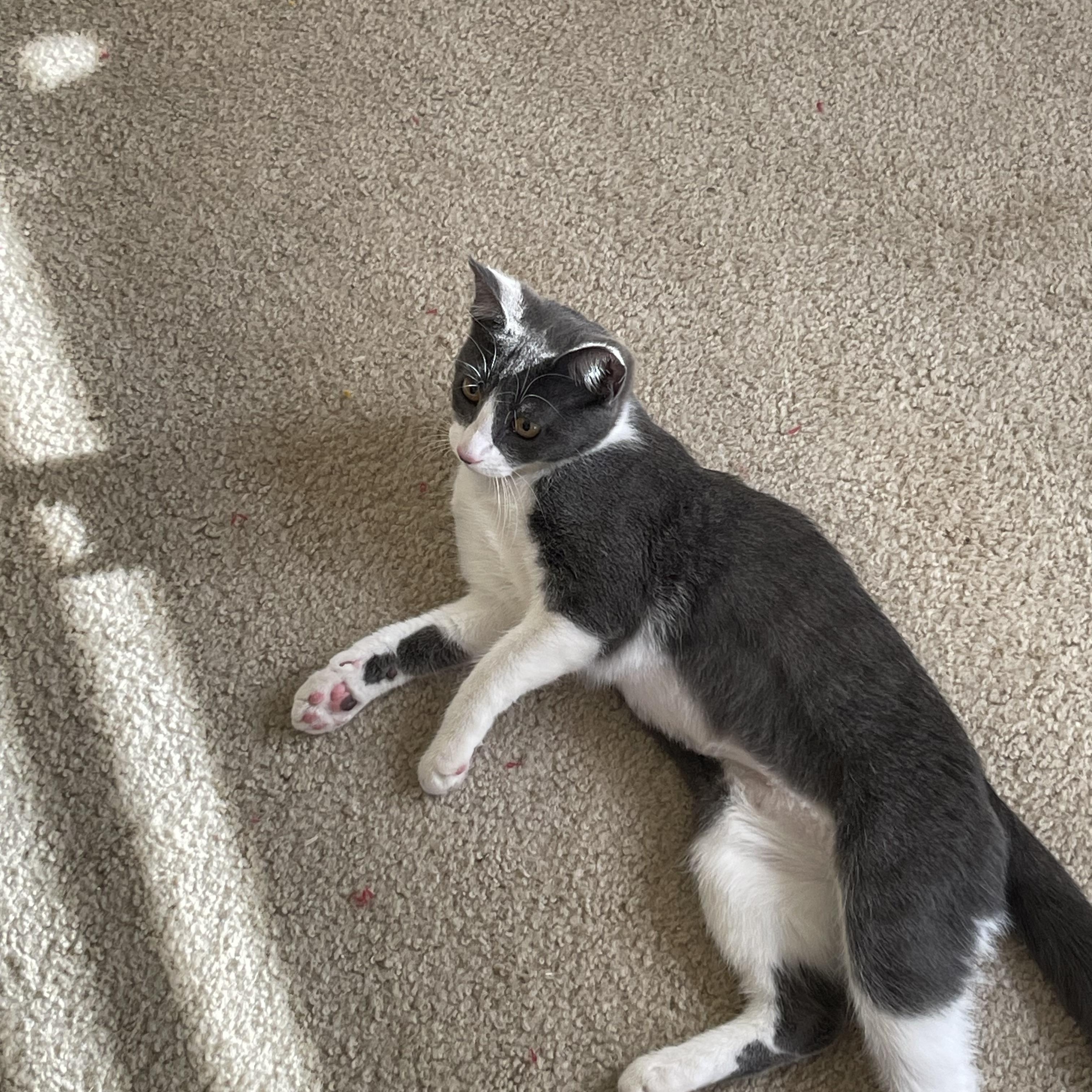 Enlarge Sepy, a Adoptable Domestic Short Hair in Tracy, CA image 5/5