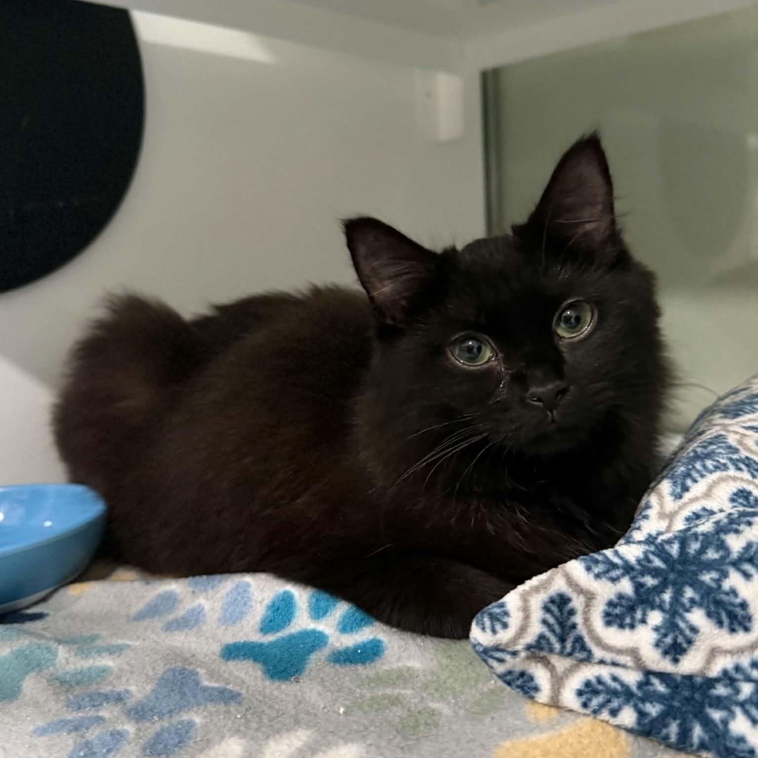 Kaz, ADOPTABLE, Kitten Female Domestic Long Hair.