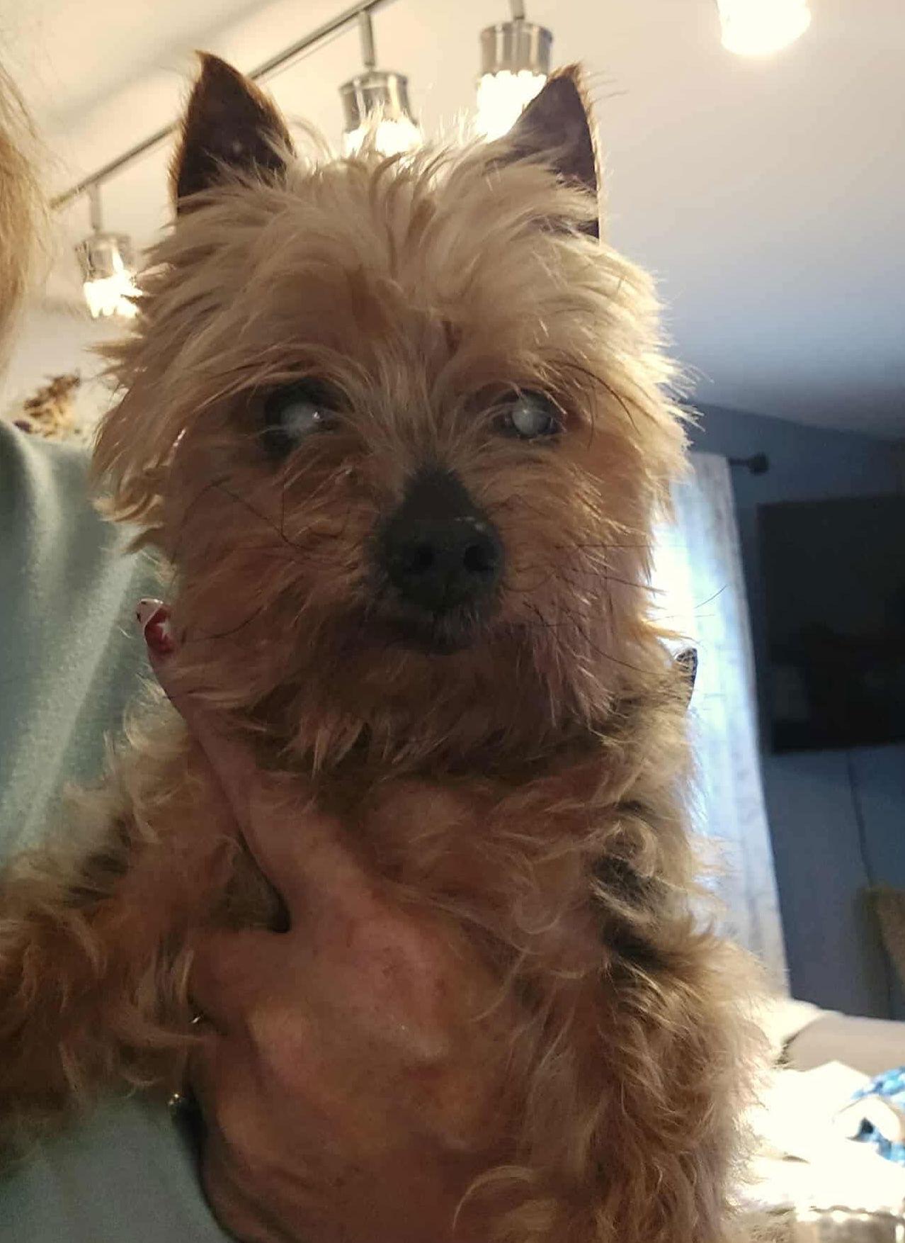 Benny, a Adoptable Yorkshire Terrier in Ashville, OH image 2/2