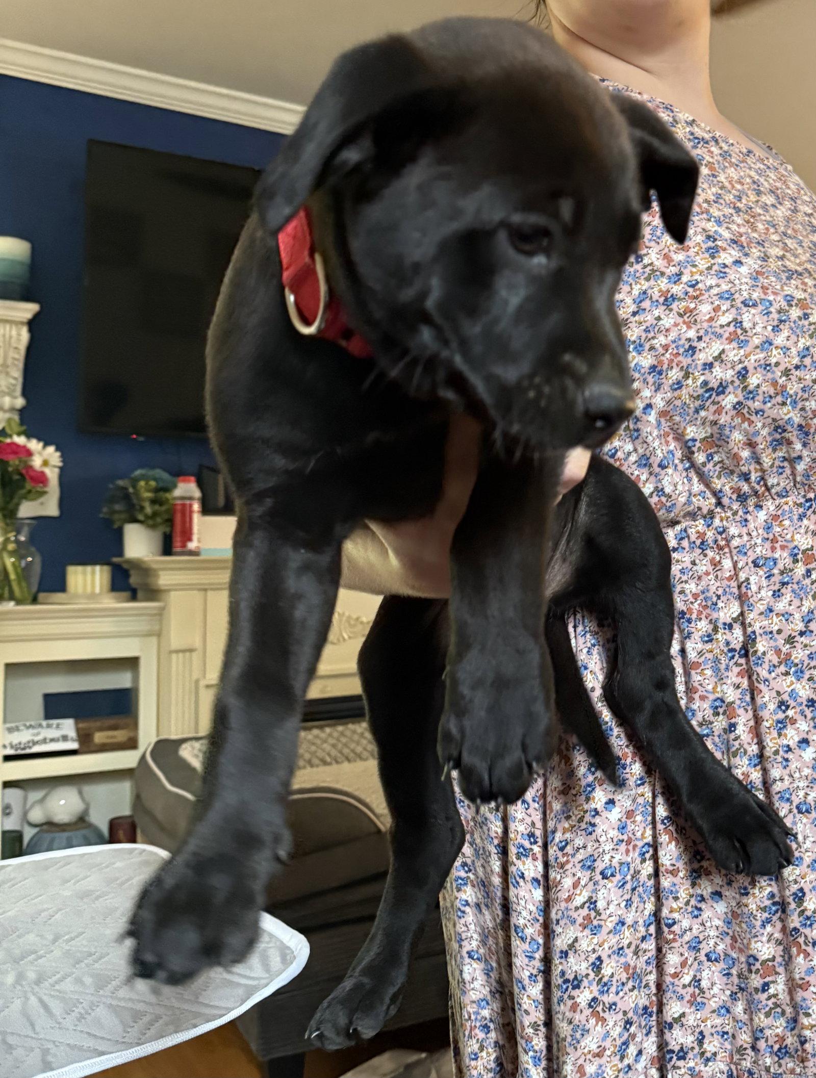 Enlarge Feta, a Adoptable Labrador Retriever in Garner, NC image 1/1