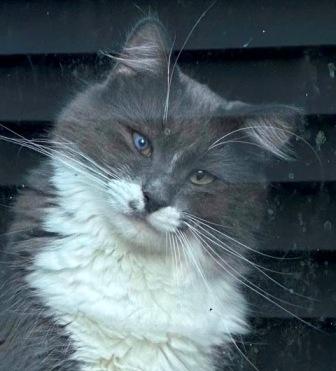 Enlarge Gomie, a ADOPTABLE mixed breed in West Milton, OH image 1/1