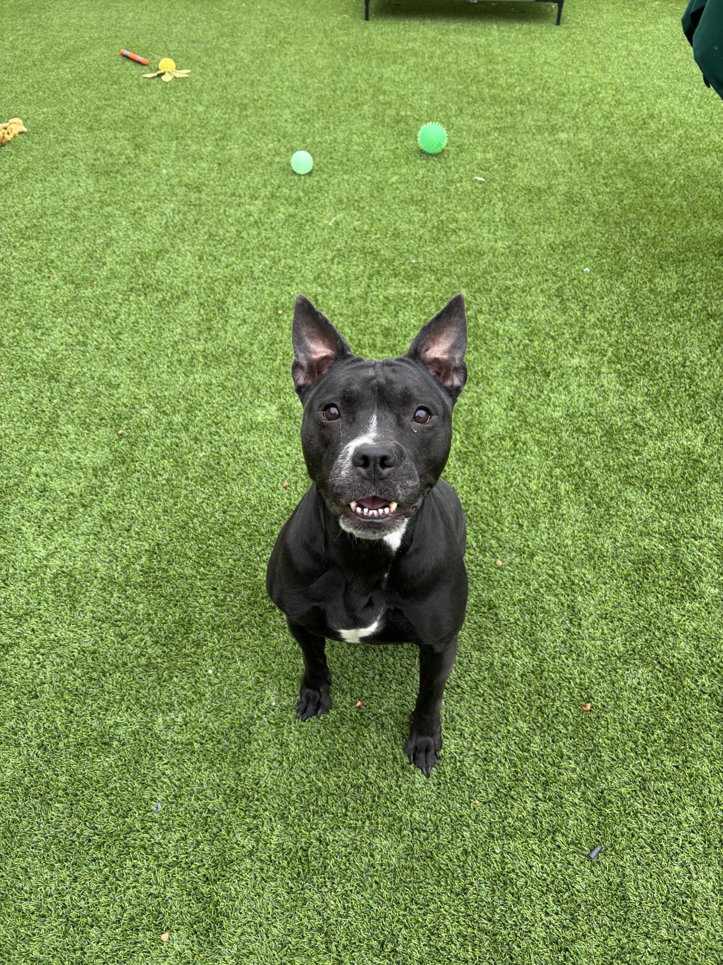 Trixie, ADOPTABLE, Adult Female Pit Bull Terrier.