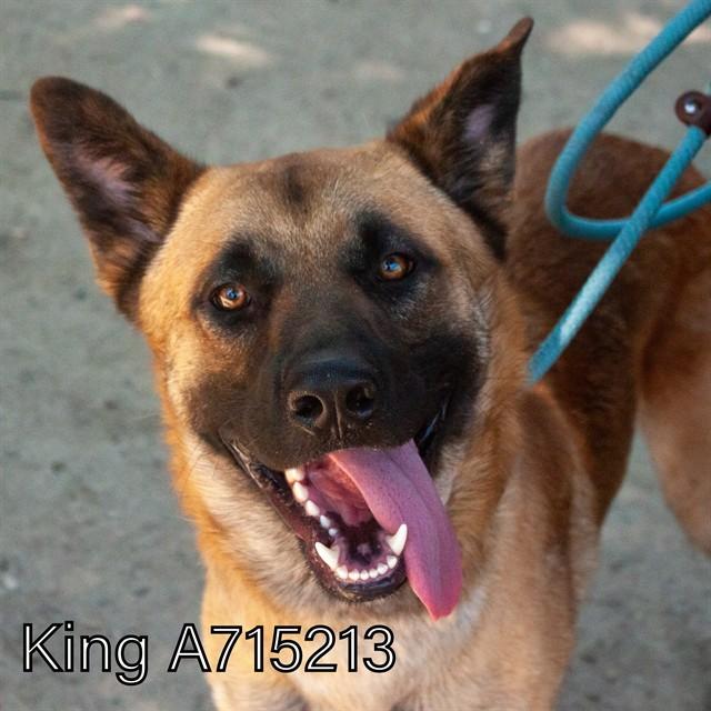Enlarge KING, a Adoptable Husky in Sacramento, CA image 1/1