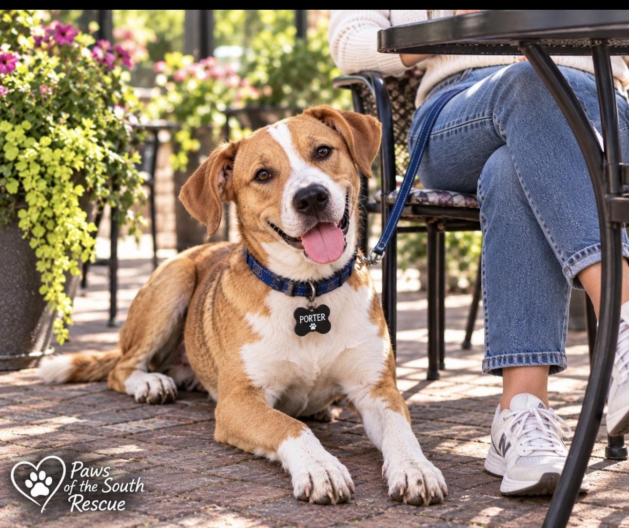 Enlarge Porter, a Adopted mixed breed in CUMMING, GA image 2/6