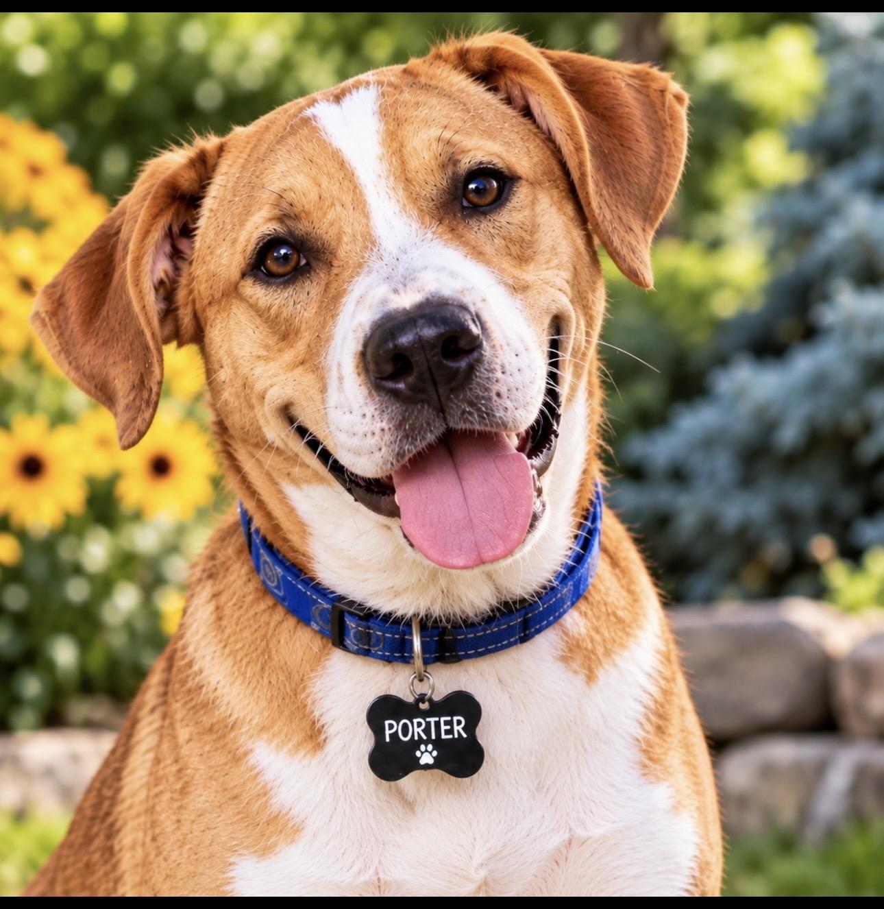 Enlarge Porter, a Adopted mixed breed in CUMMING, GA image 1/6