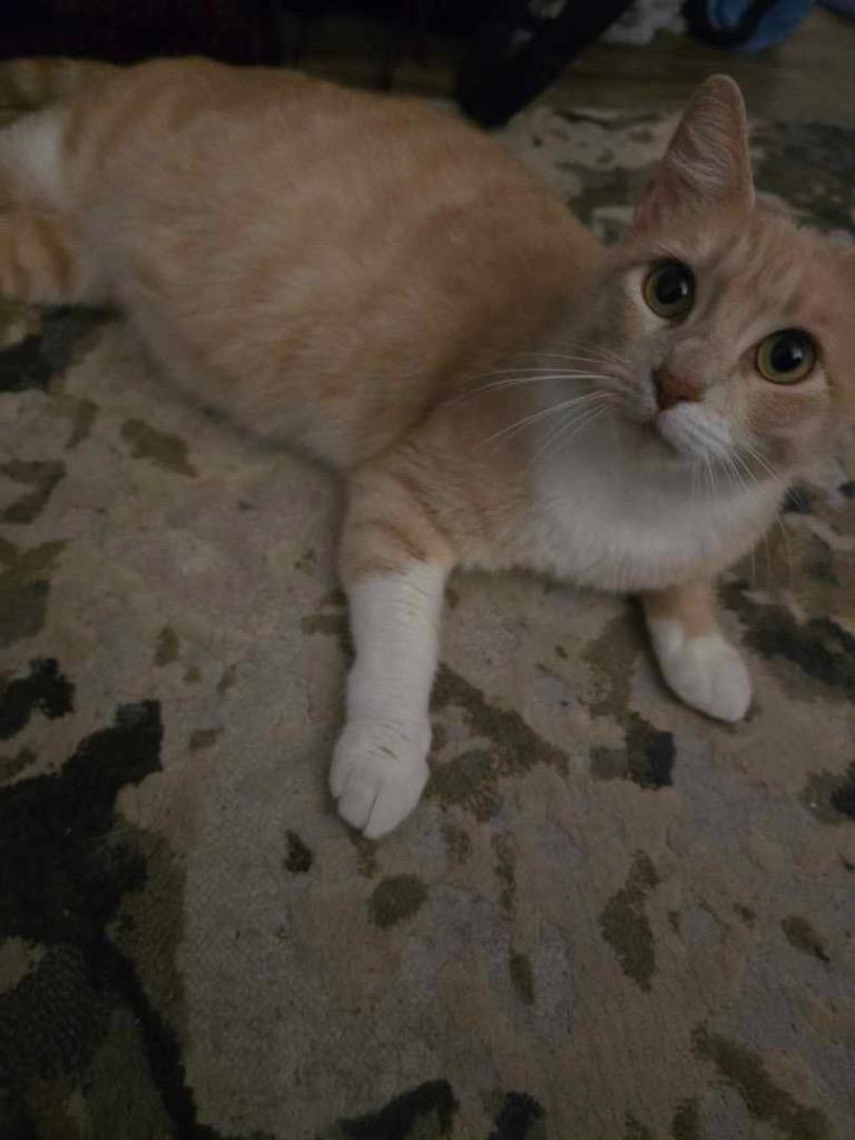 Biscuit, Adoptable, Young Female Domestic Short Hair.