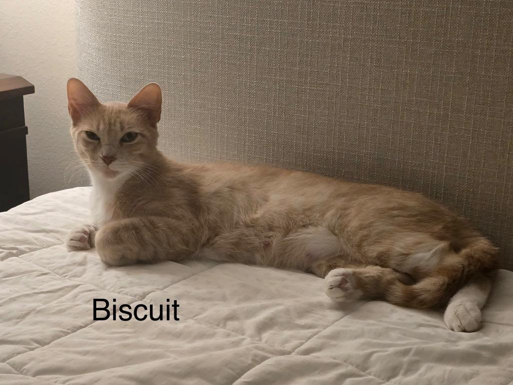 Biscuit, a Adoptable mixed breed in Spring, TX image 2/2
