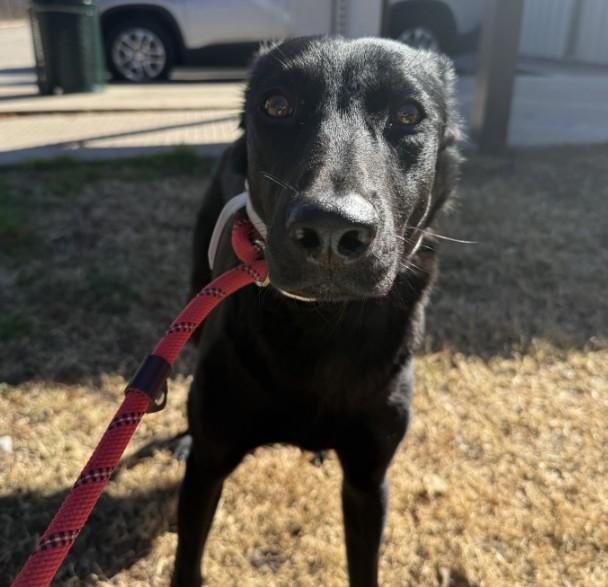 Enlarge TAMARA, a Adoptable mixed breed in Houston, TX image 1/1