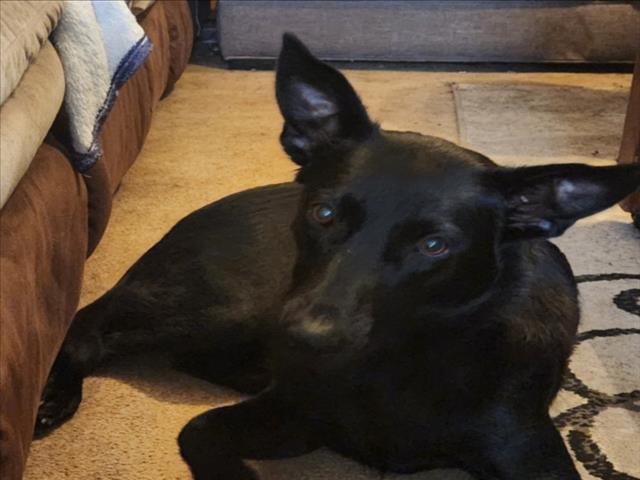 TAMARA, Adoptable, Young Female German Shepherd Dog & Mixed Breed.