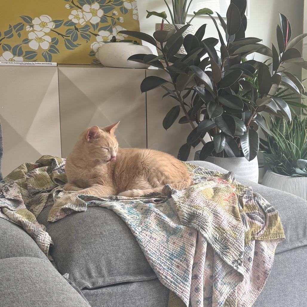 Clancy, Adoptable, Senior Male Domestic Short Hair.