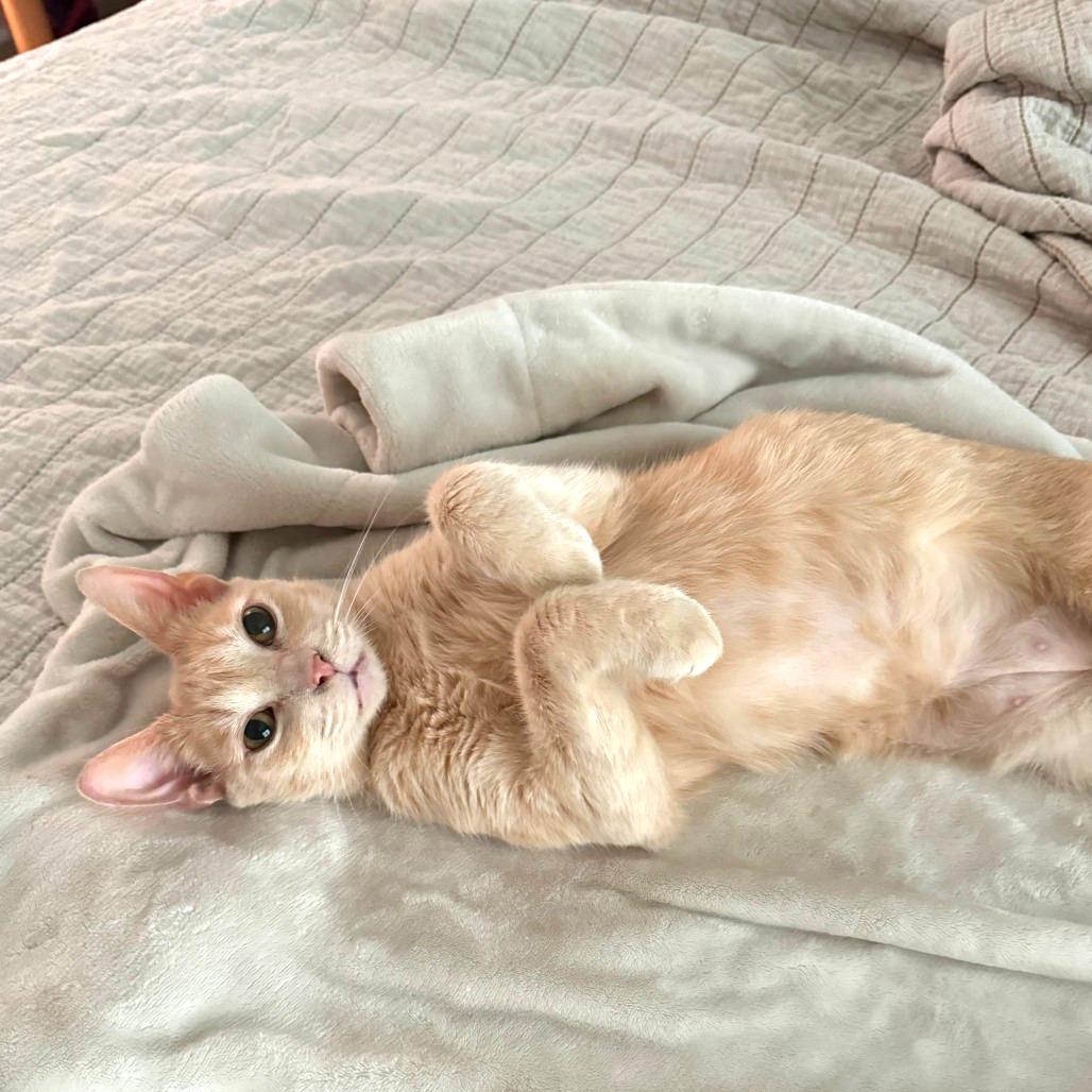 Enlarge Clancy, a Adoptable Domestic Short Hair in Huntsville, AL image 2/4